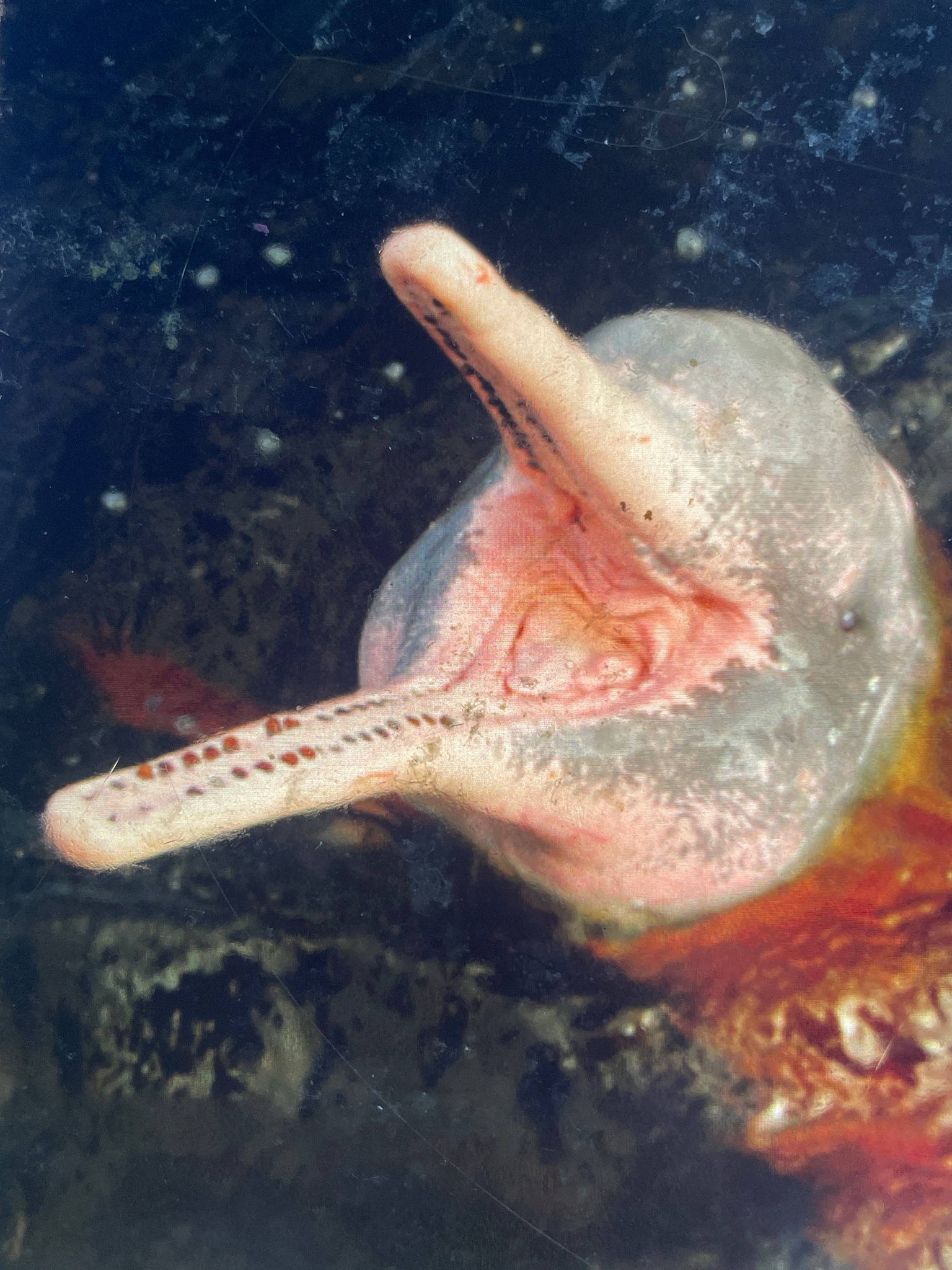 Amazon River Dolphin