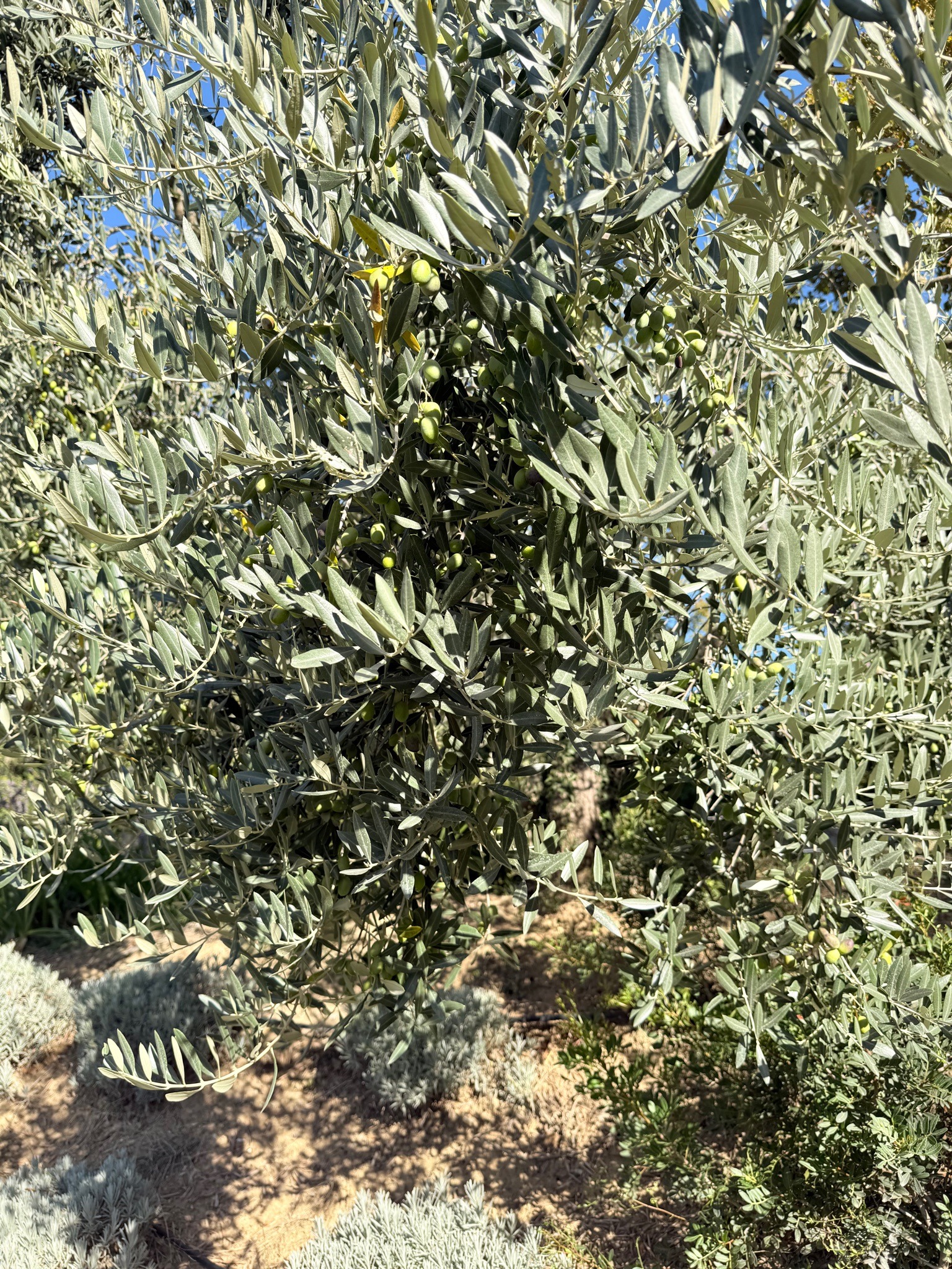 Olive Tree