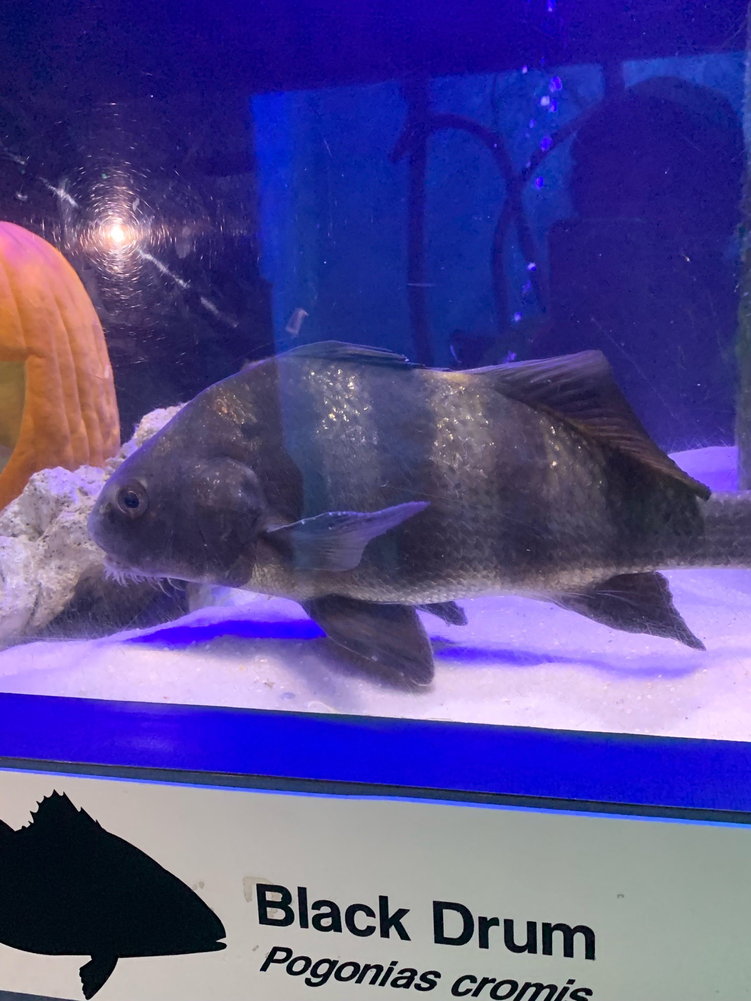 Black Drum