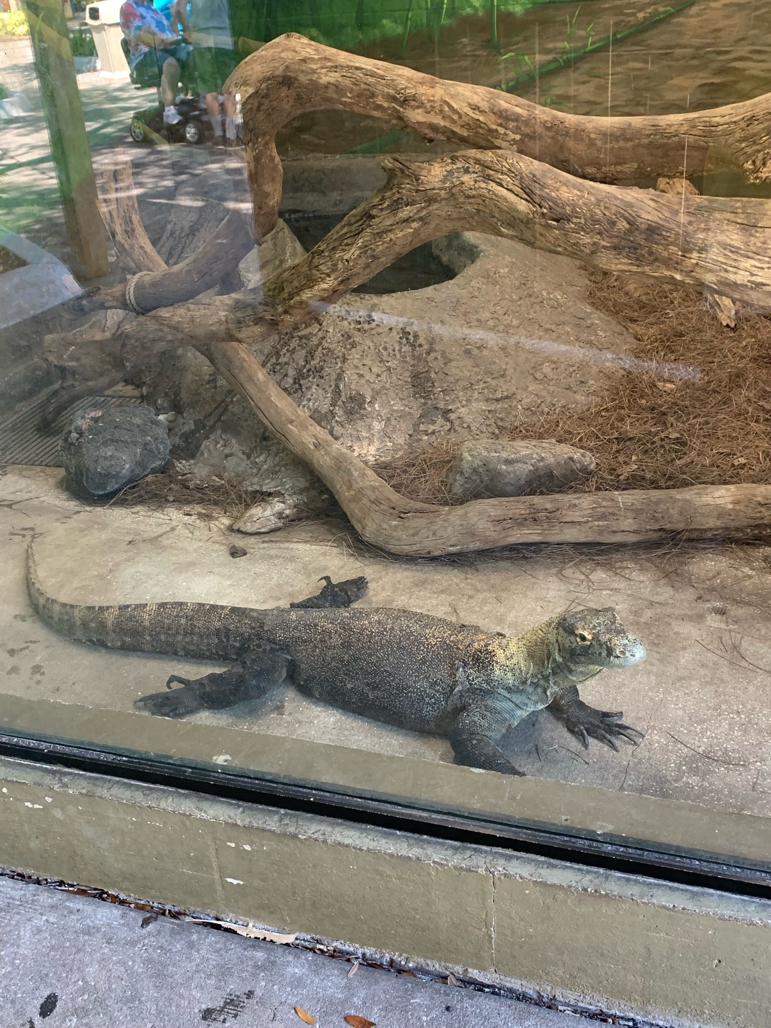 Komodo Dragon