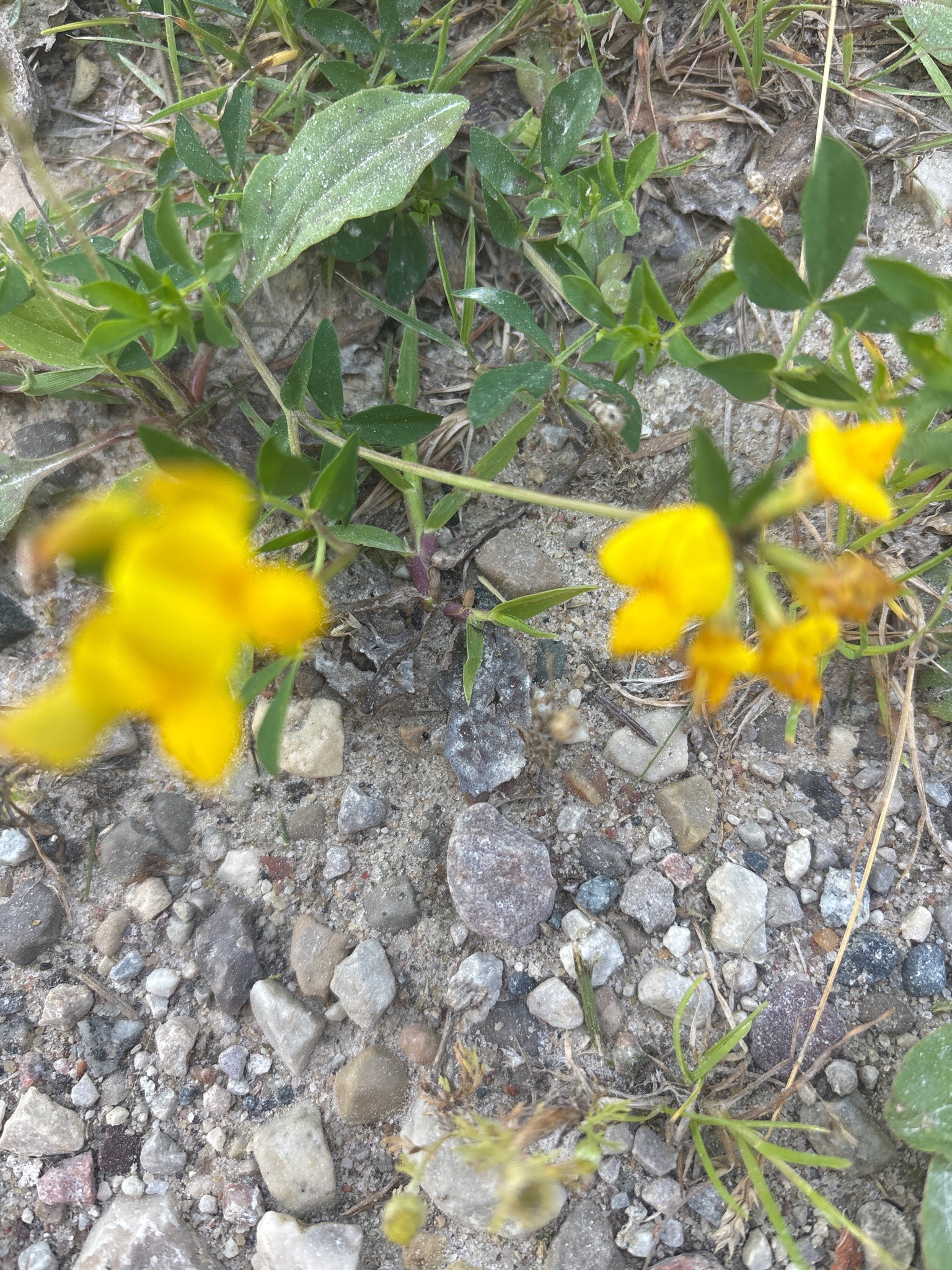 Birdsfoot Trefoil