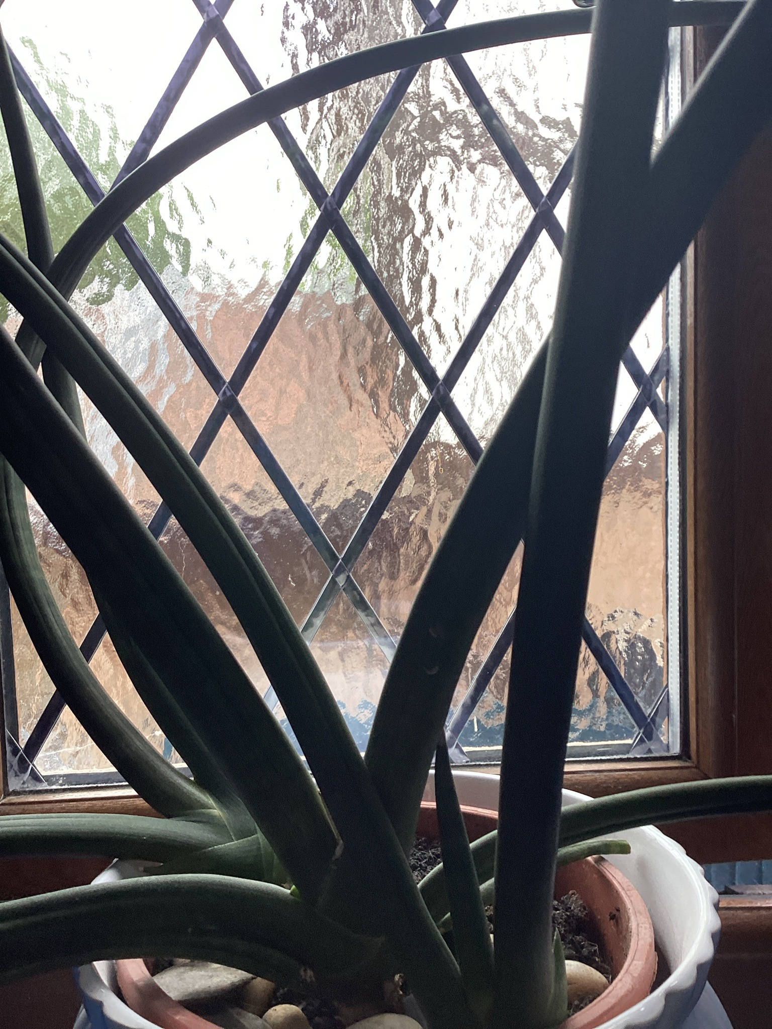 Cylindrical Snake Plant