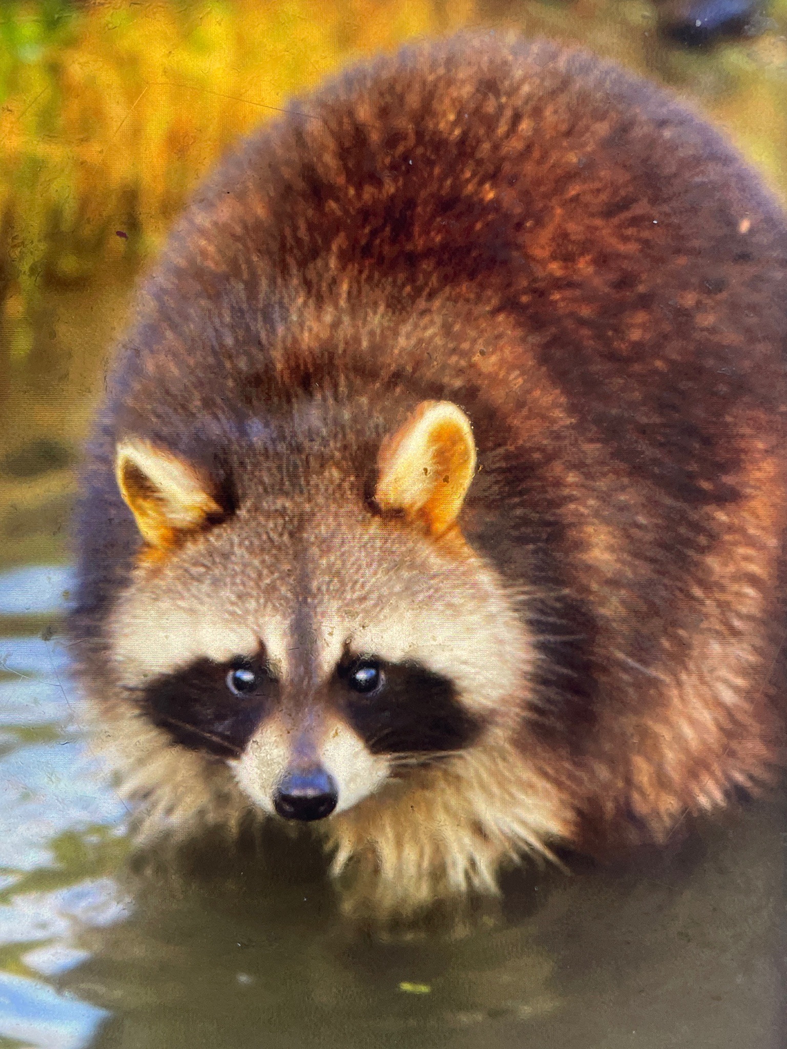 North American Raccoon