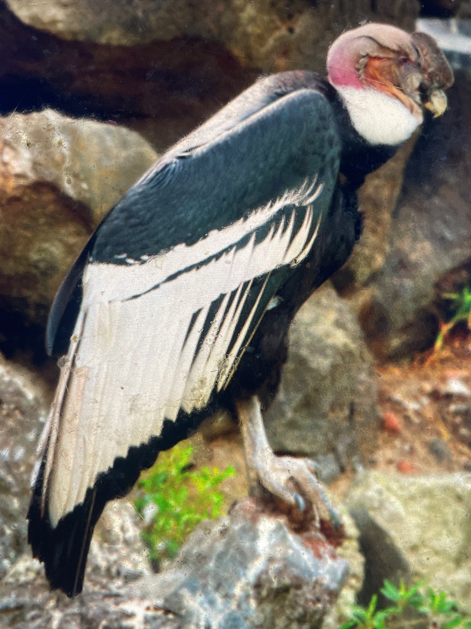 Andean Condor