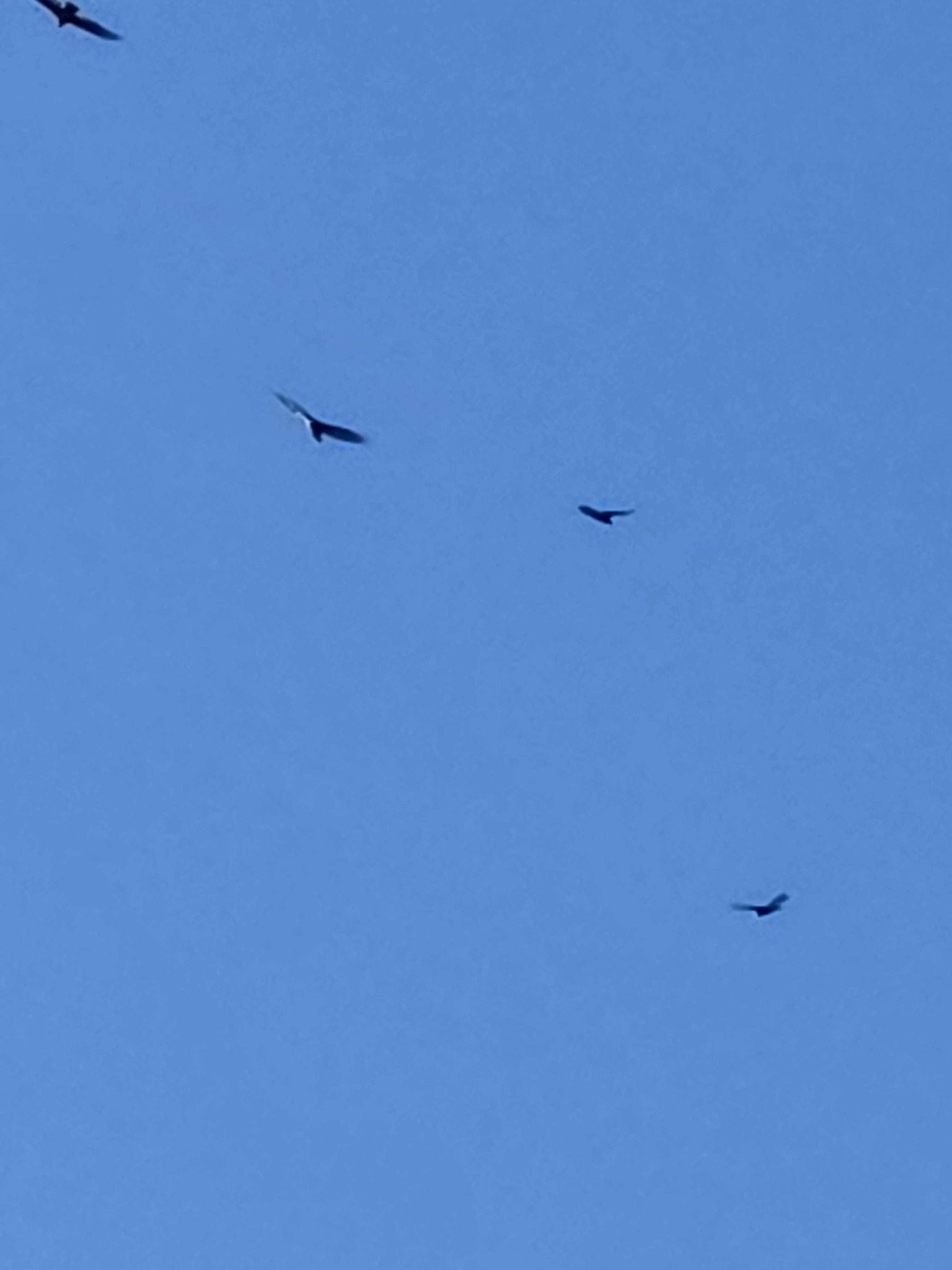Turkey Vulture