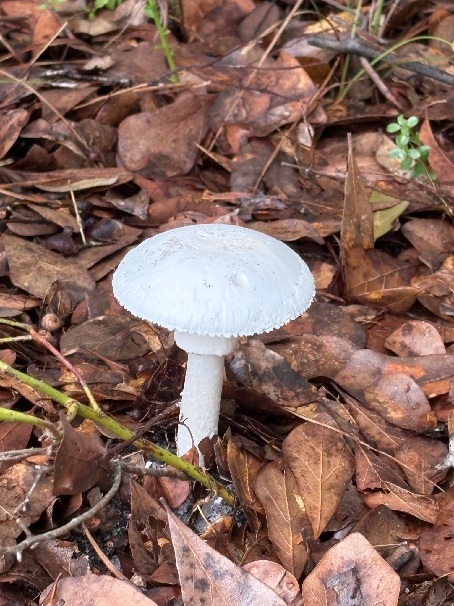Destroying Angel