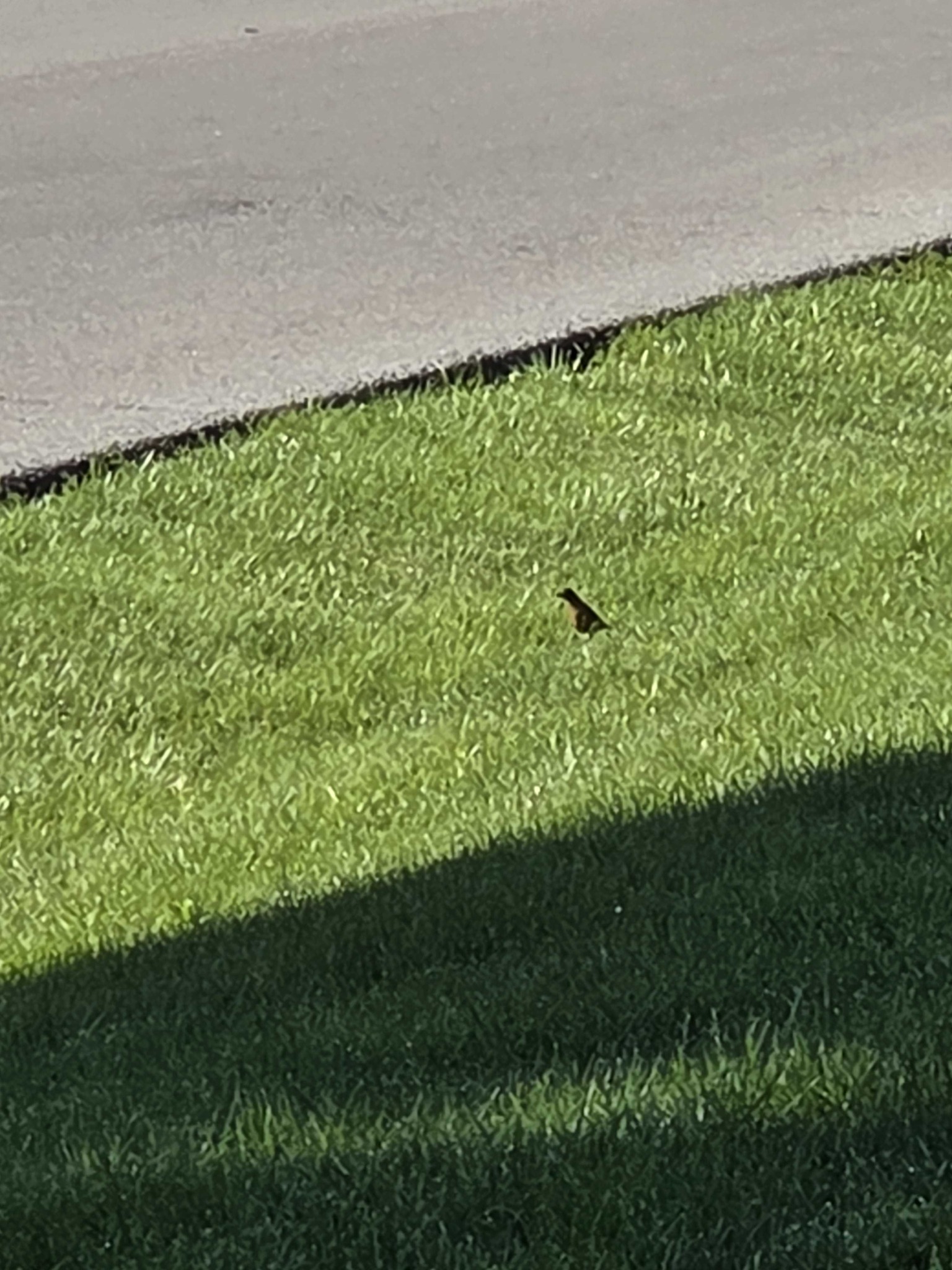 American Robin