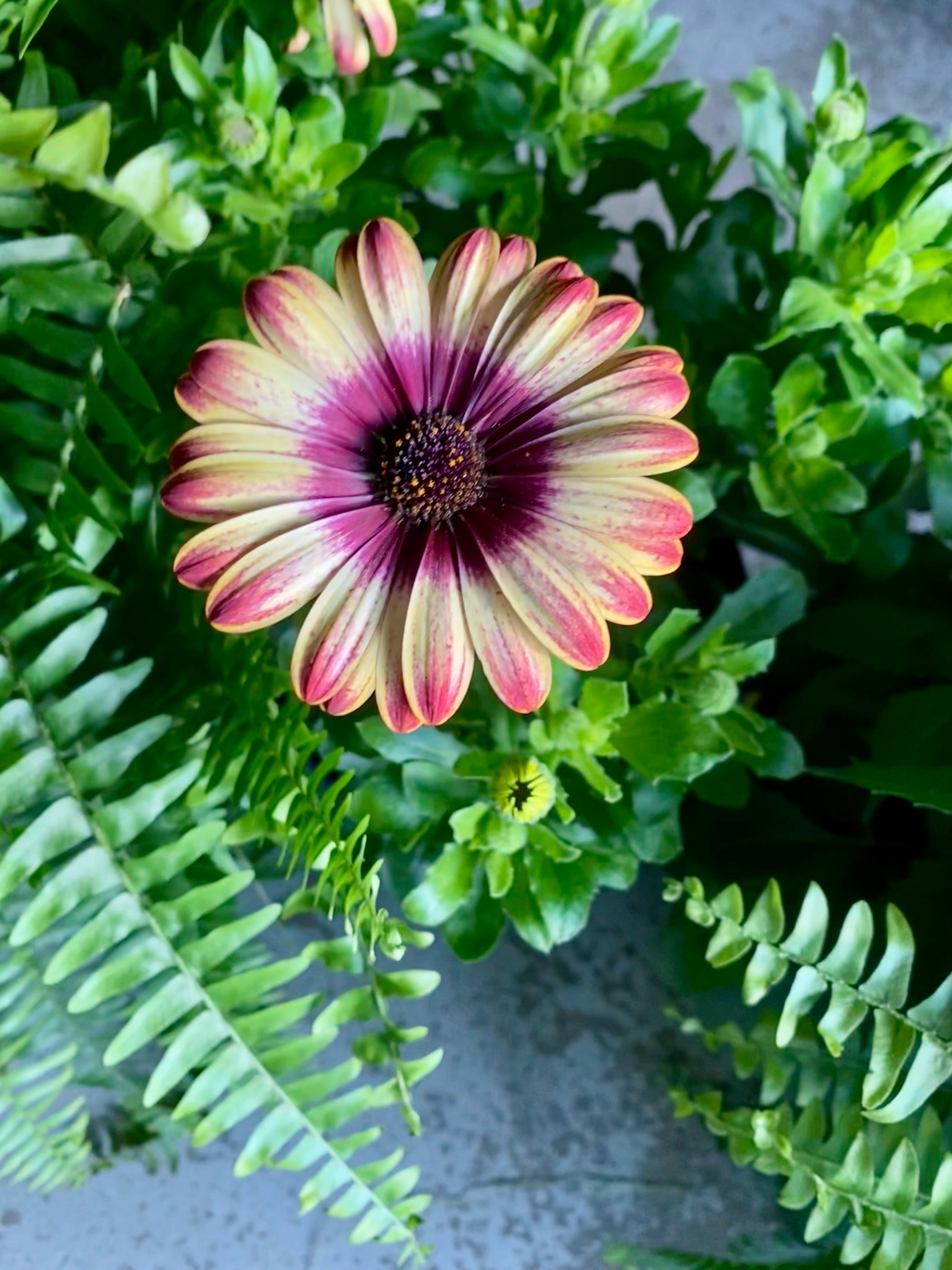 African Daisy