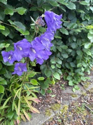 Campanula