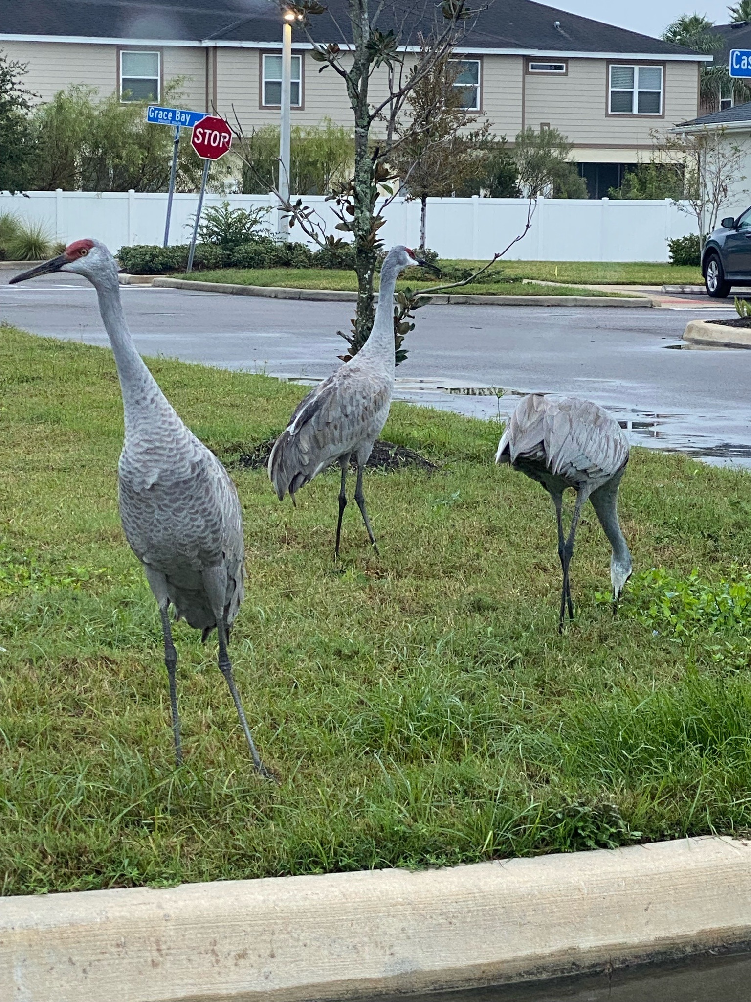 Sandhill Crane