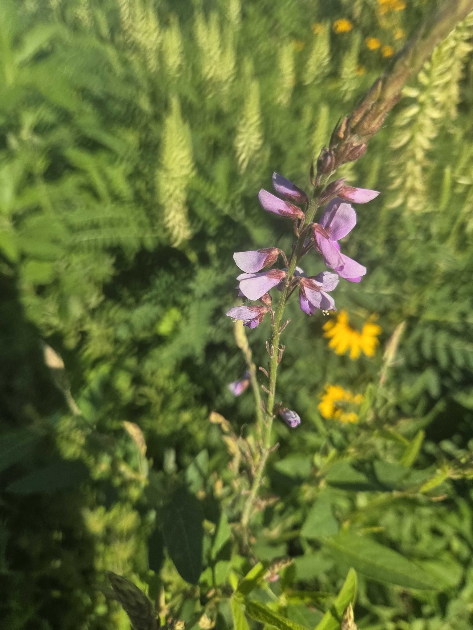 Showy Tick-trefoil