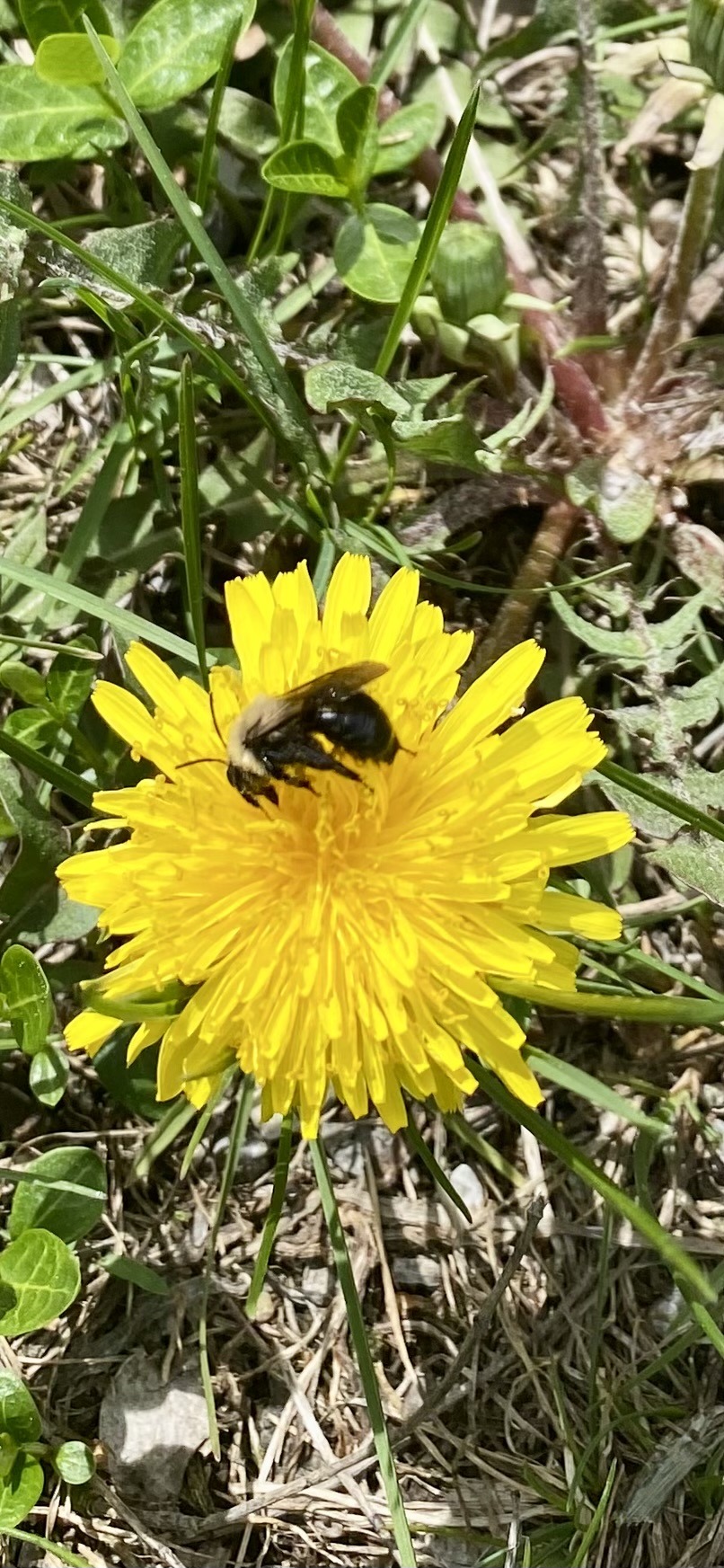 Common Eastern Bumble Bee on a Common Dandelion