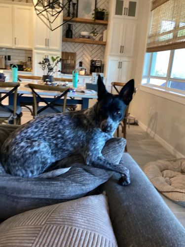 Australian Cattle Dog Mix
