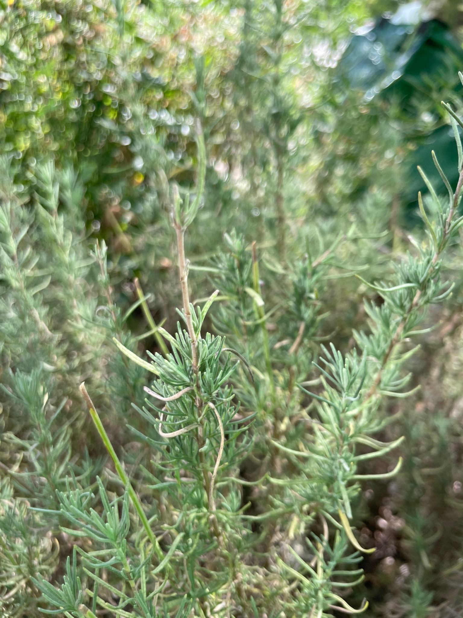 Rosemary