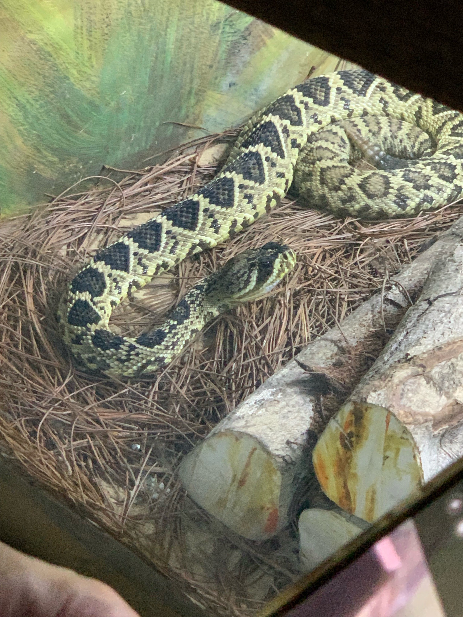 Eastern Diamondback Rattlesnake