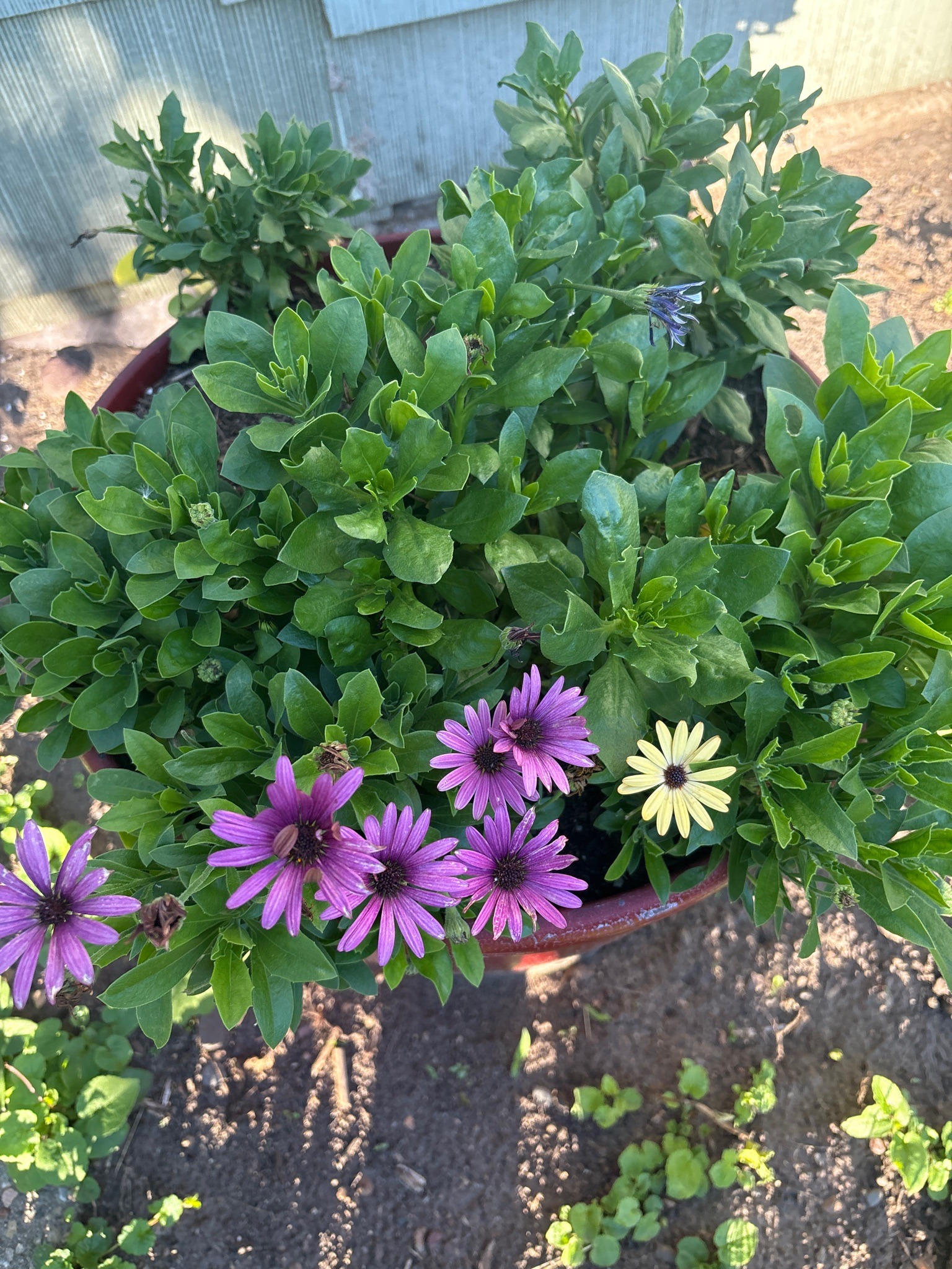 African Daisy