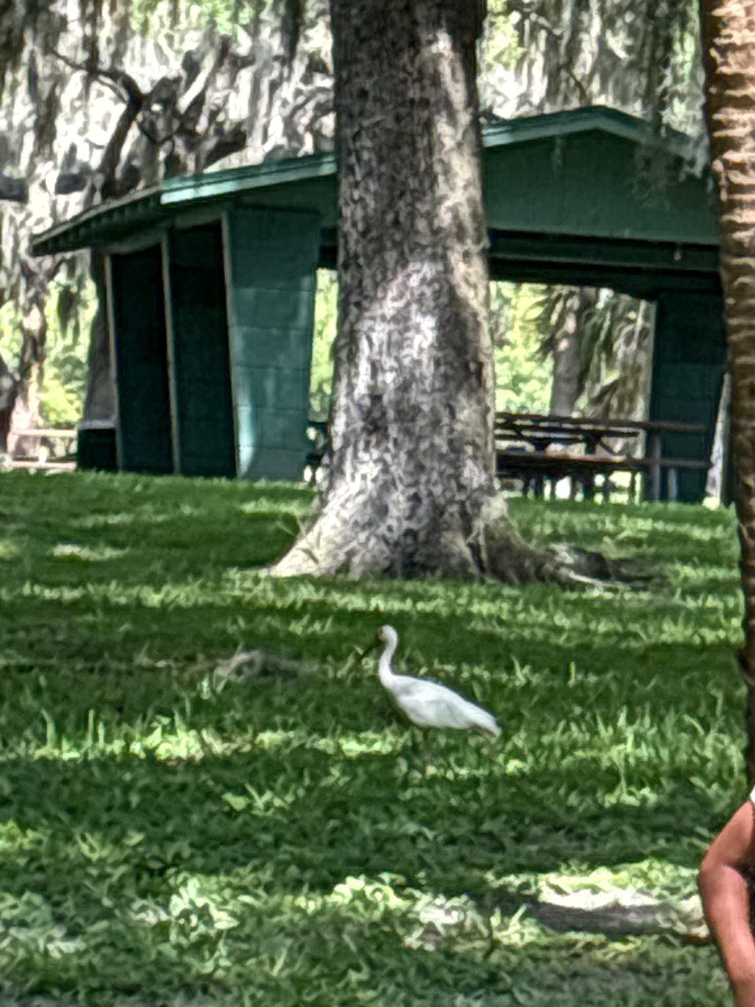 White Ibis (Juvenile)