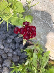Sweet William (Dianthus barbatus)