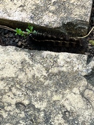 Woolly Bear Caterpillar
