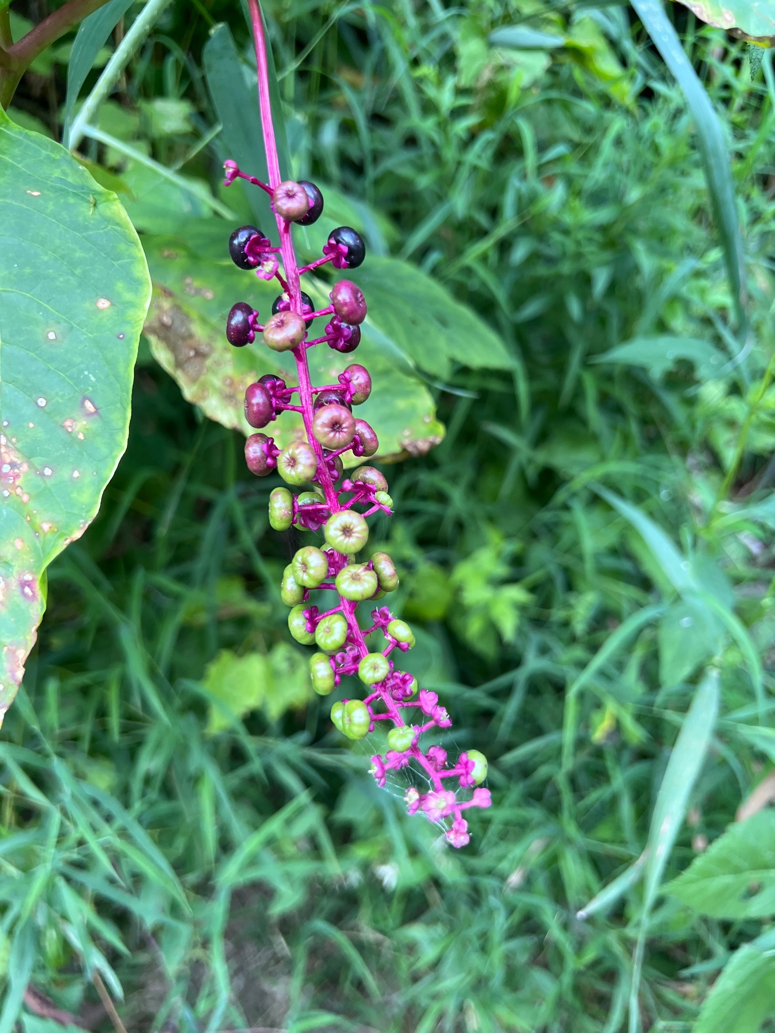 American Pokeweed