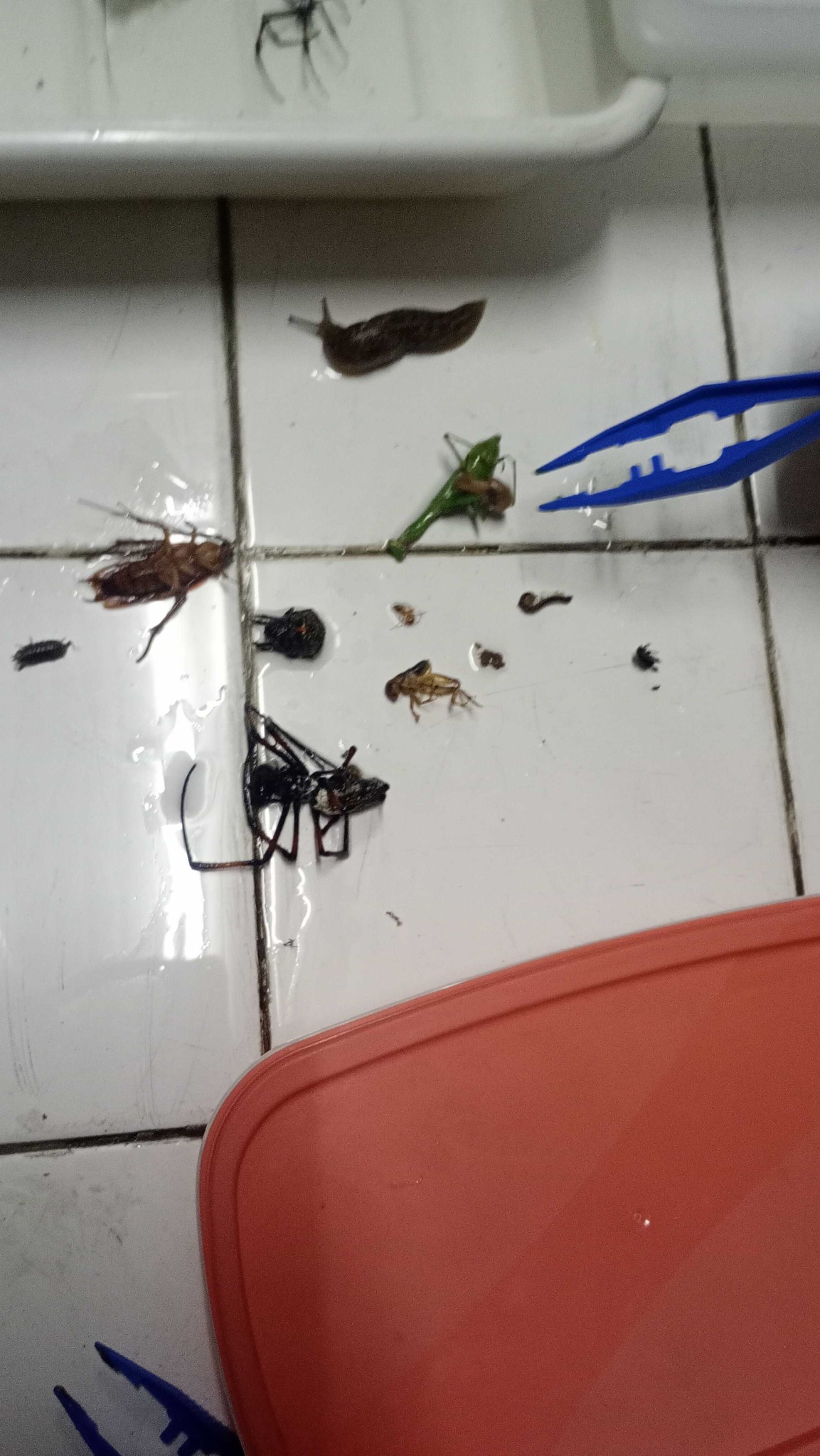 Black Widow Spider and assorted invertebrates