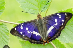 Purple Emperor Butterfly