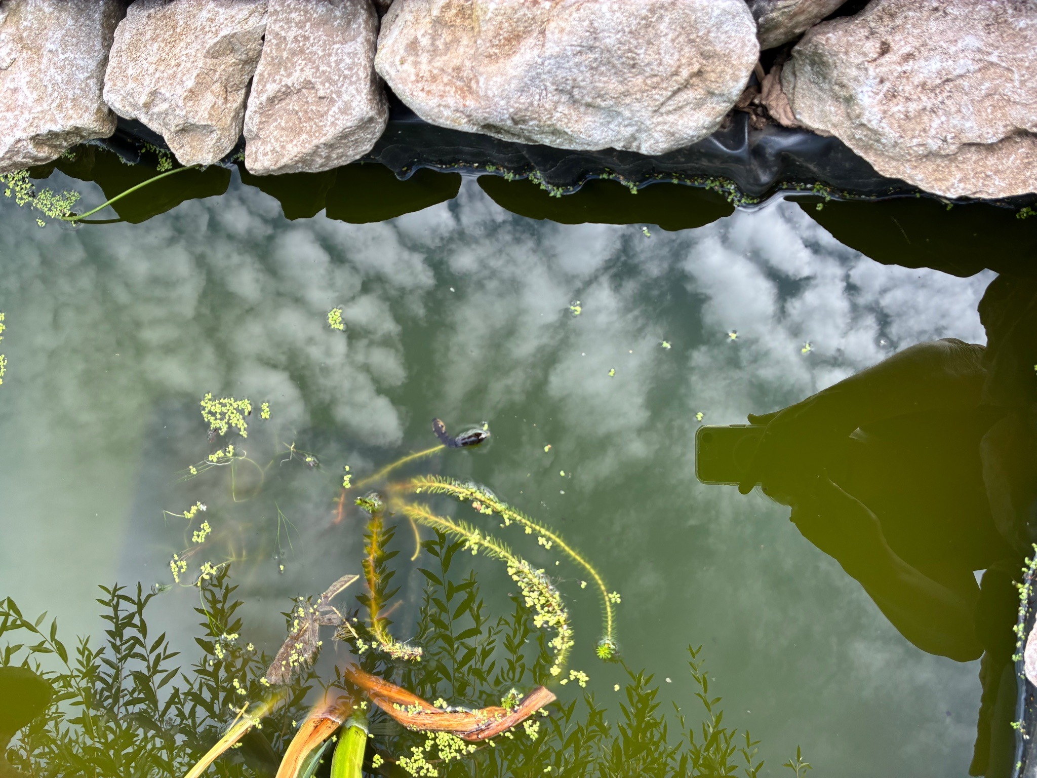 Backyard Garden Pond
