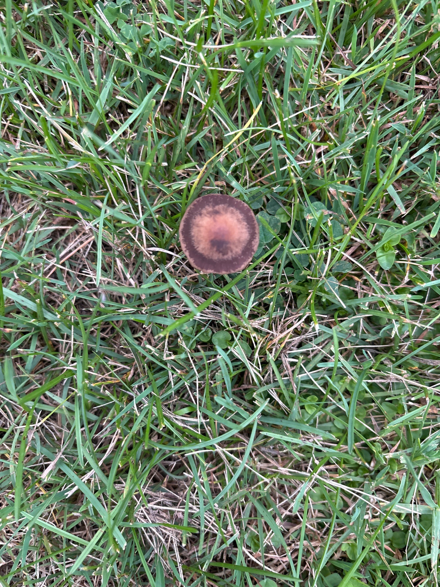 Mushroom
