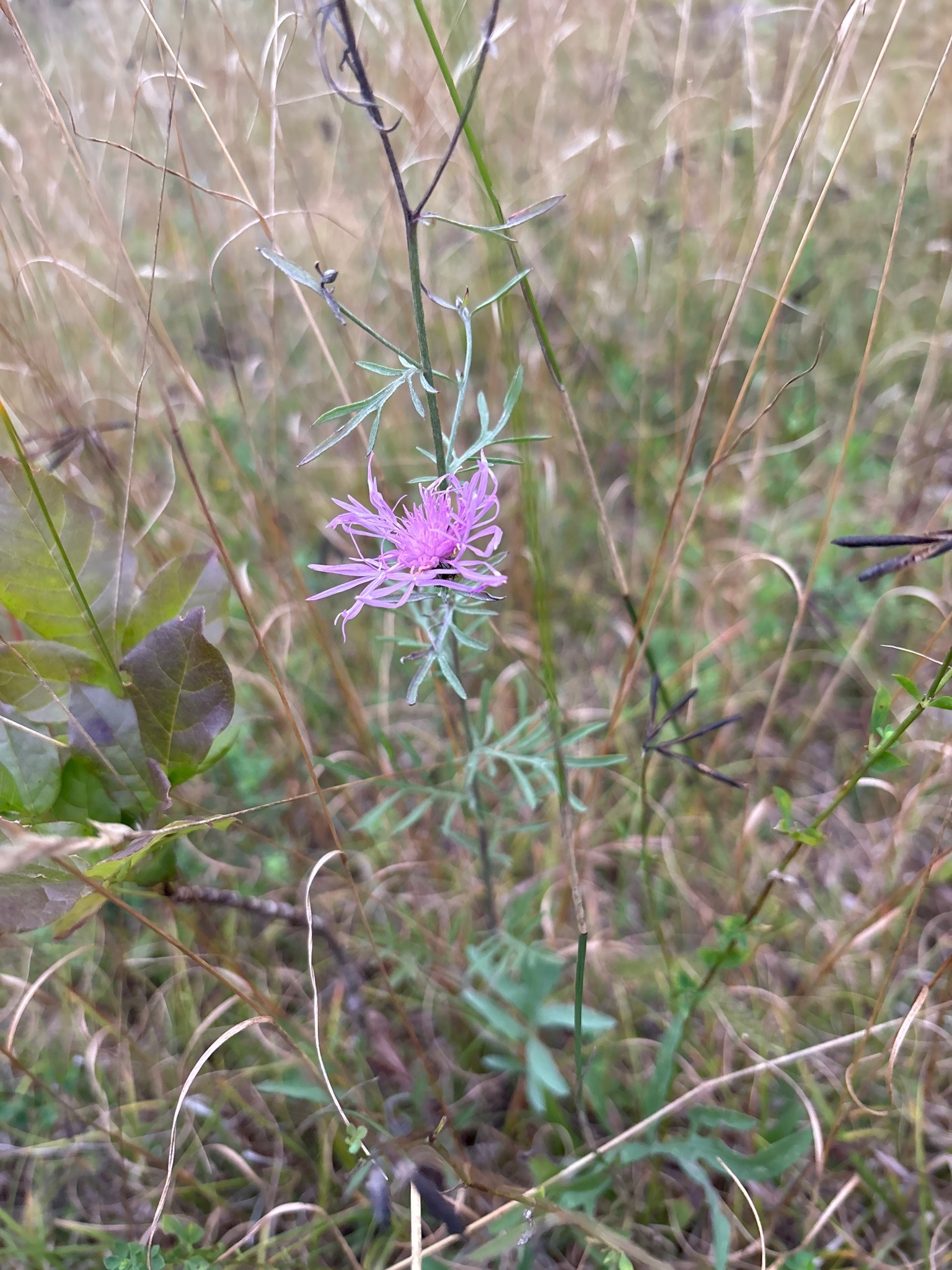 Spotted Knapweed