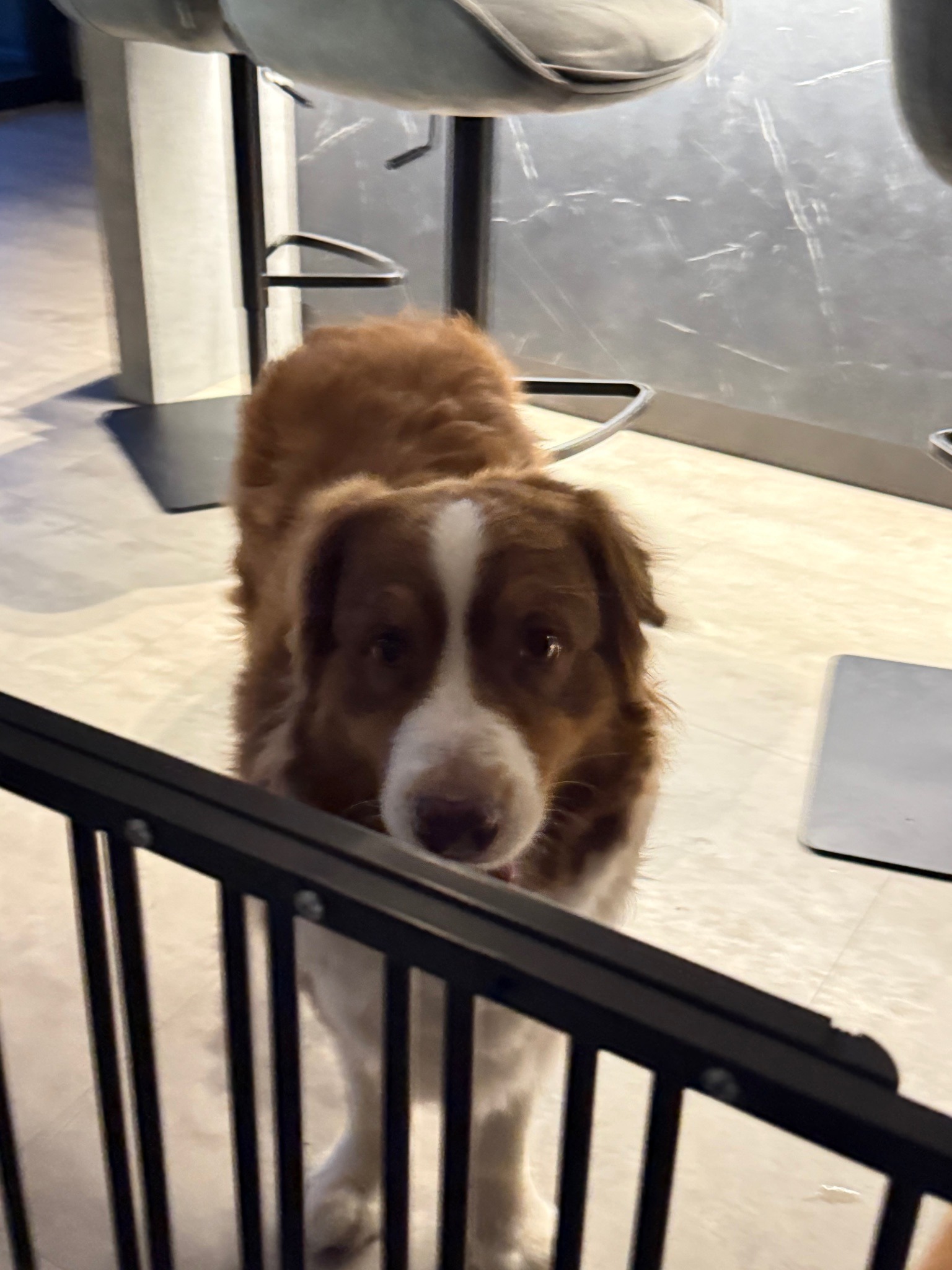 Australian Shepherd