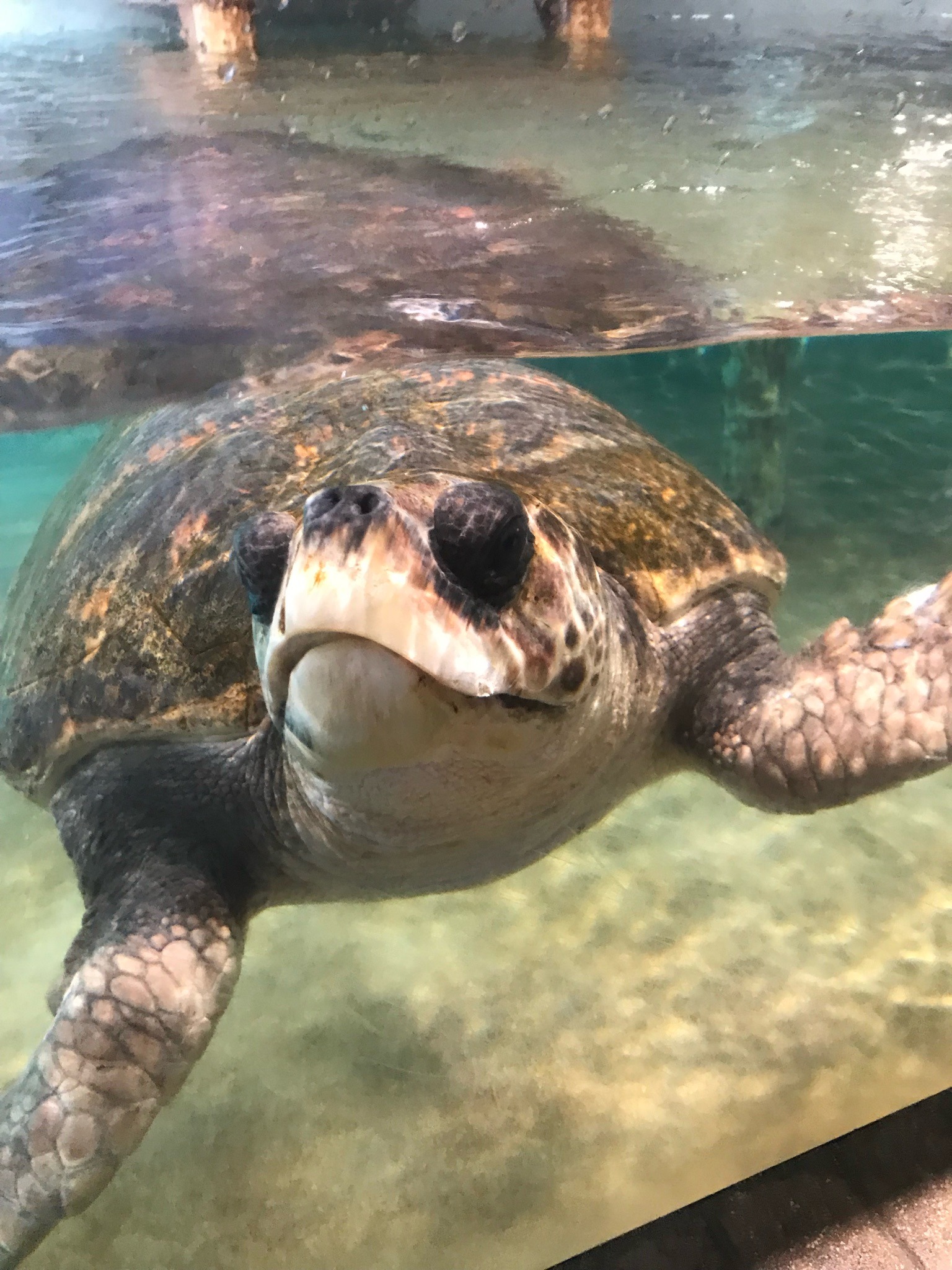 Loggerhead Sea Turtle