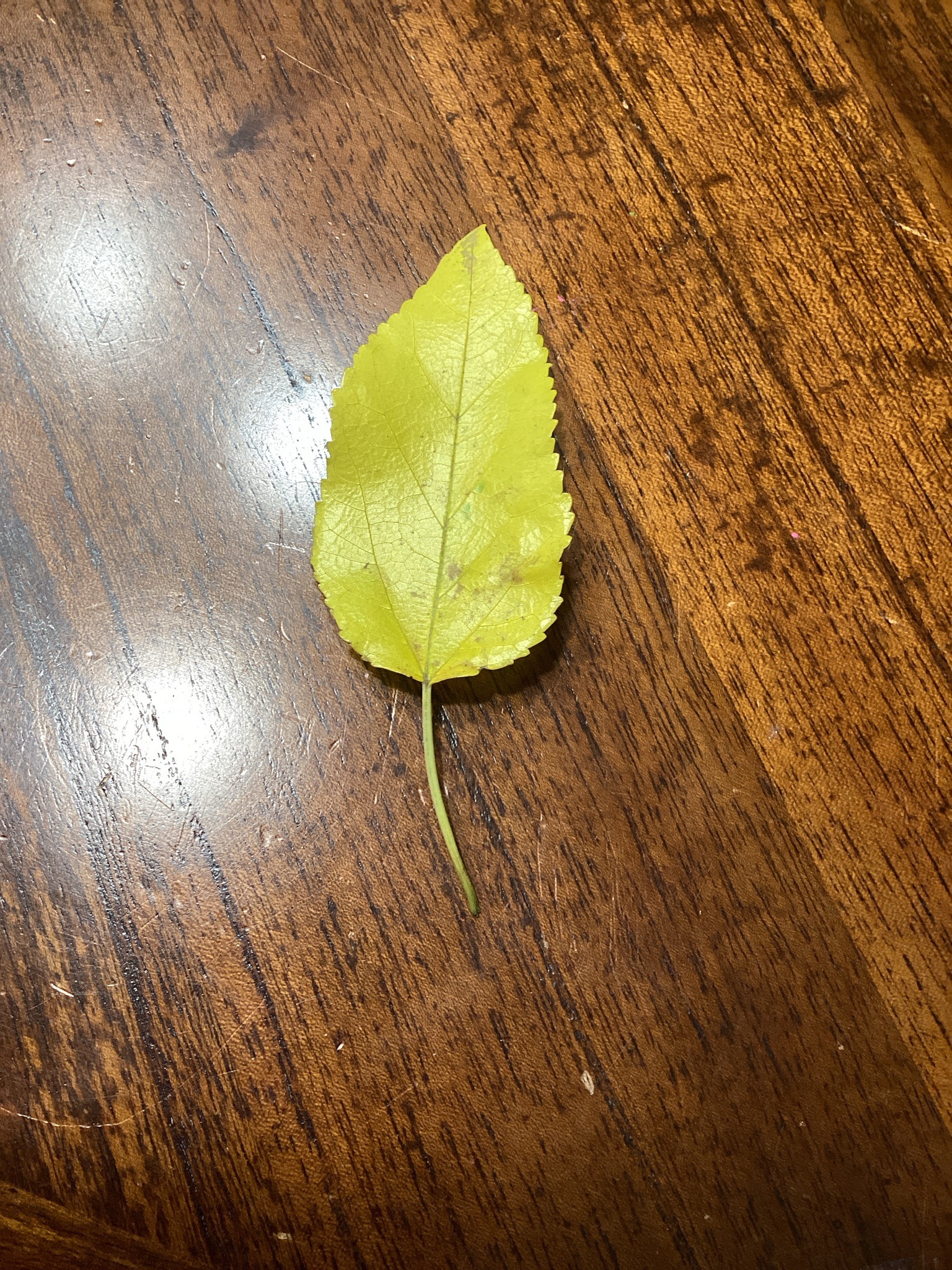 Mulberry Leaf