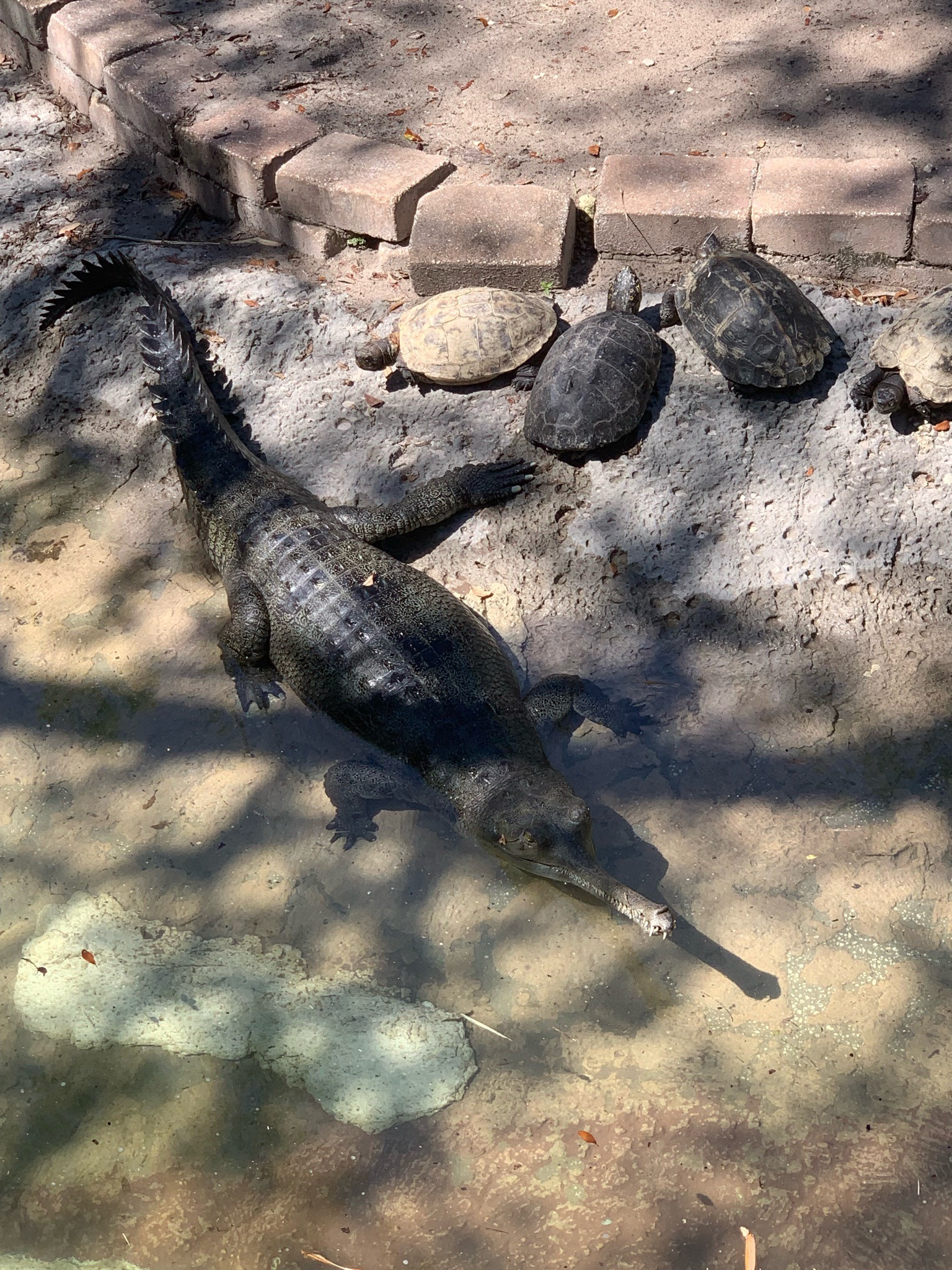 Gharial