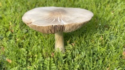 Mushroom