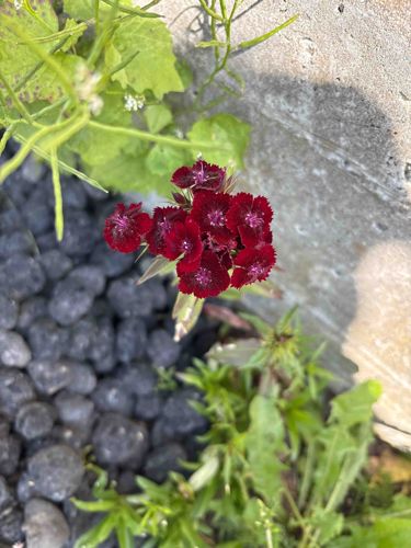 Sweet William (Dianthus barbatus)
