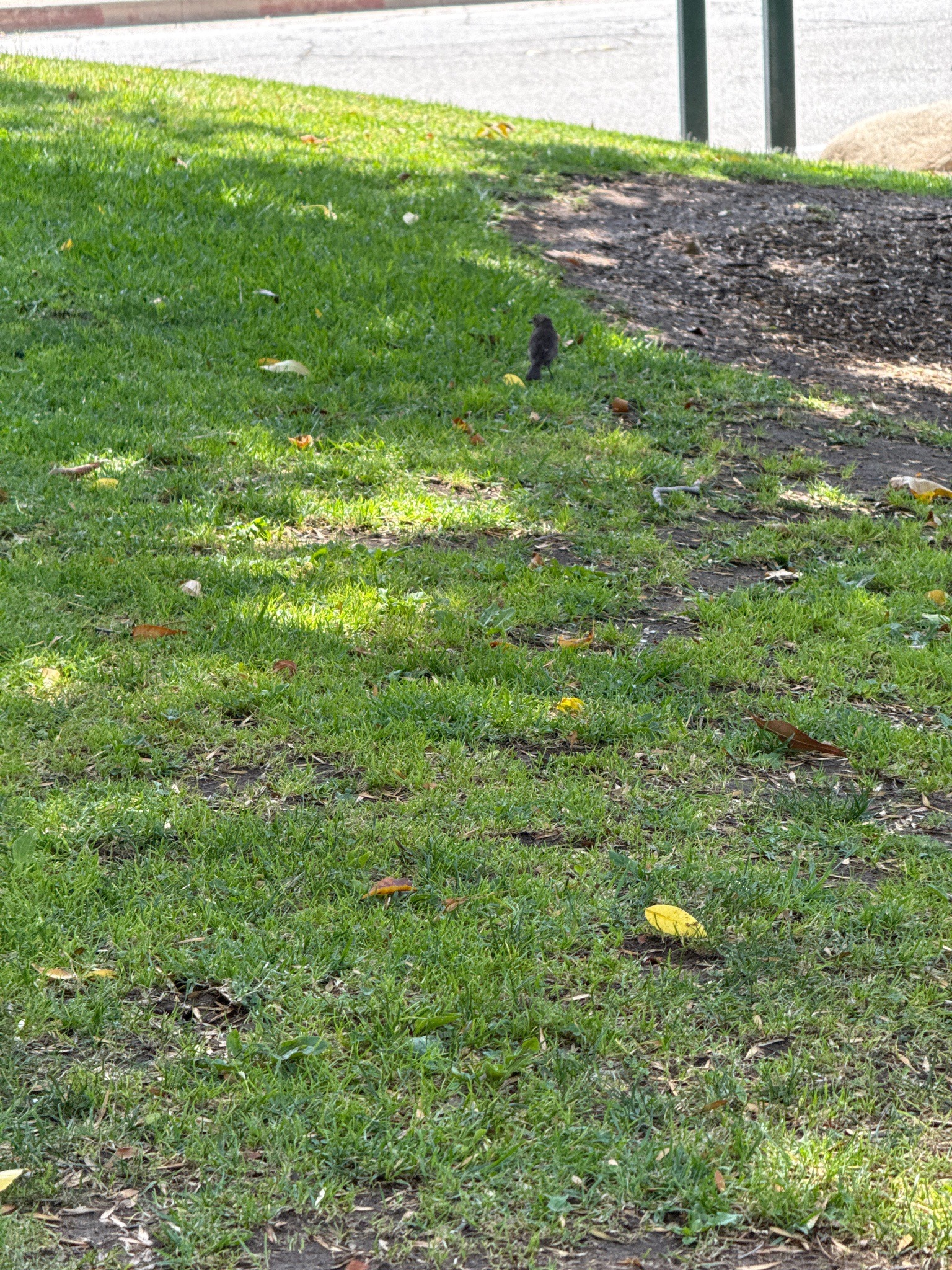 Black Phoebe