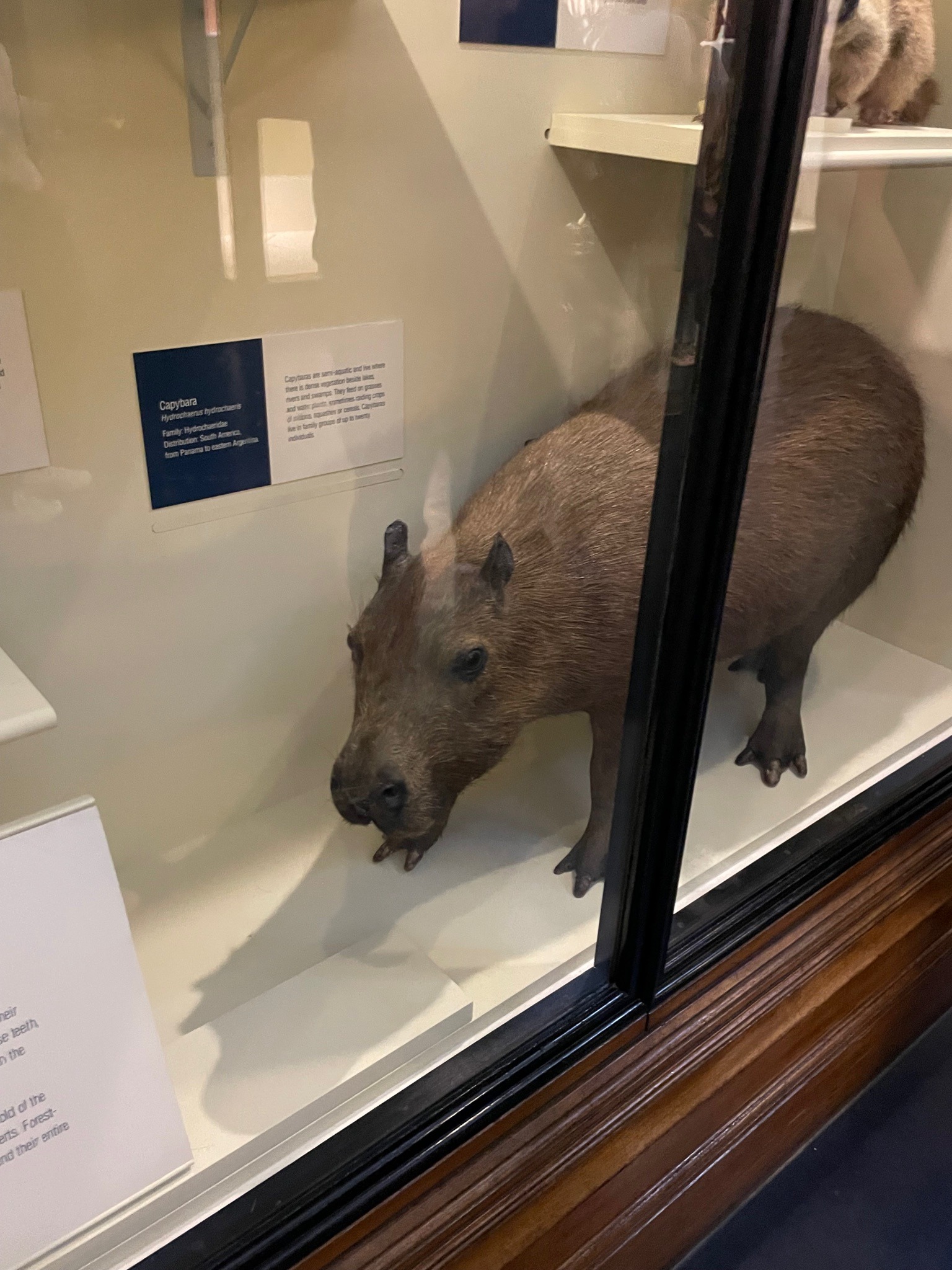 Capybara