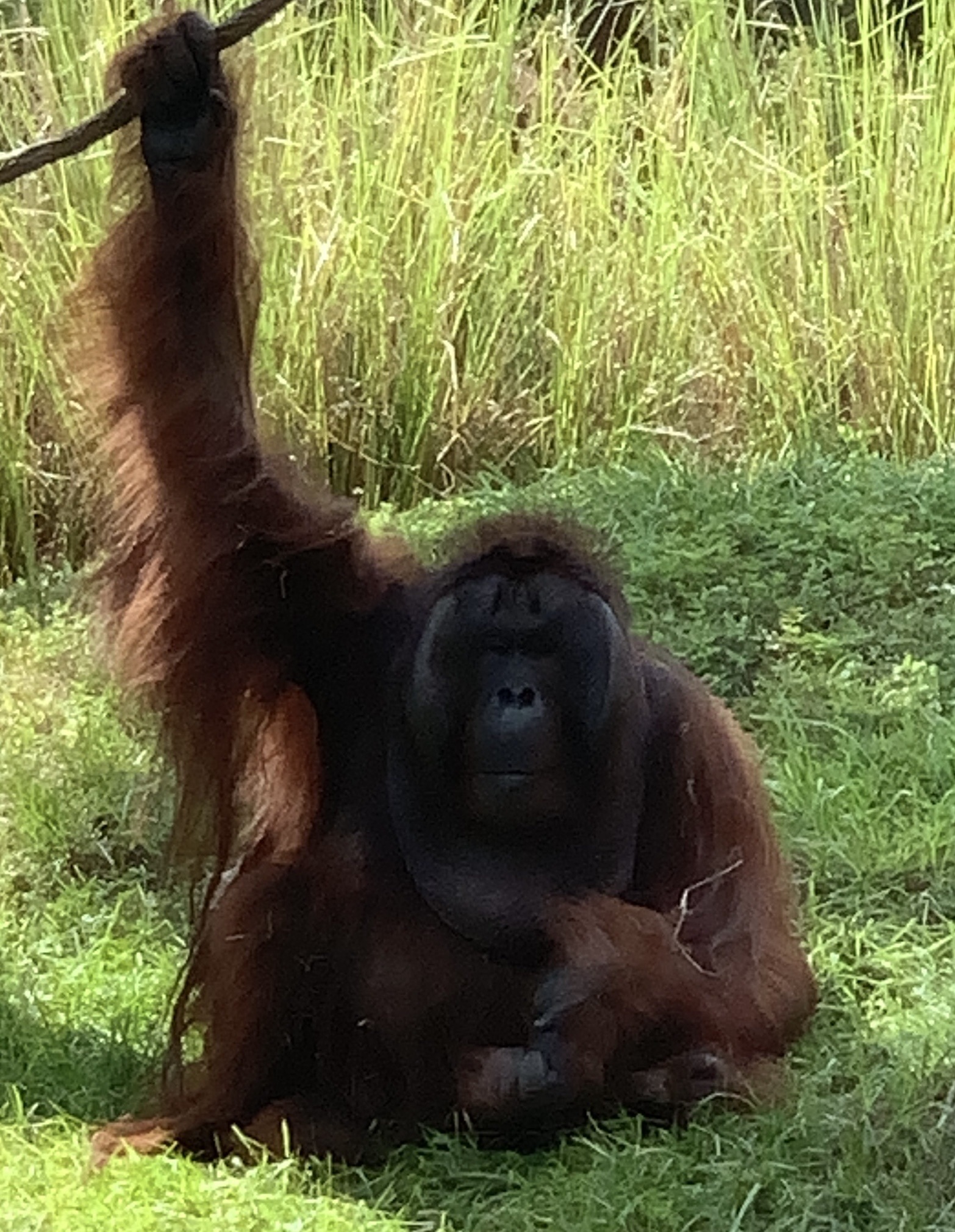 Orangutan