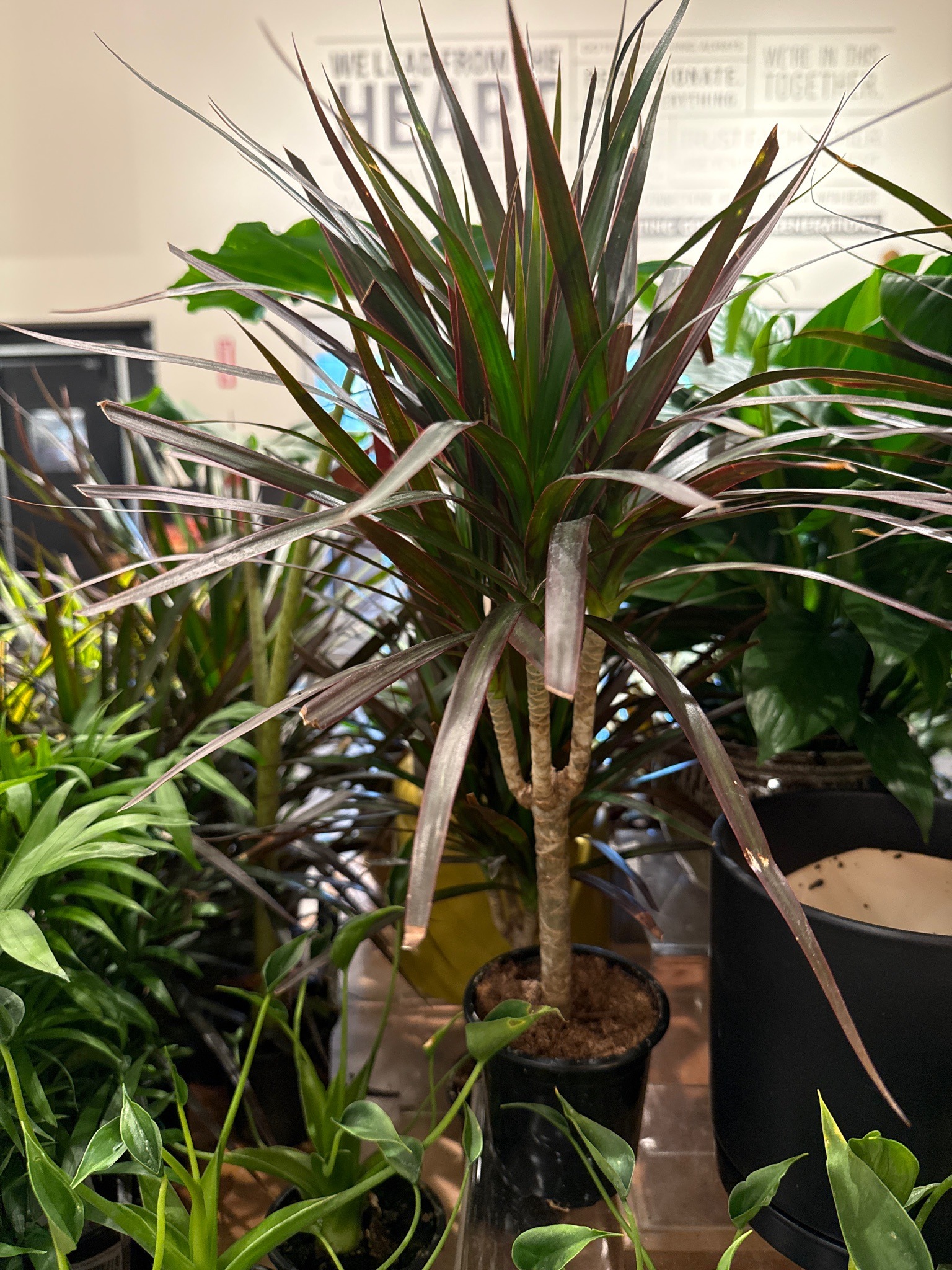 Dragon Tree (Dracaena marginata)