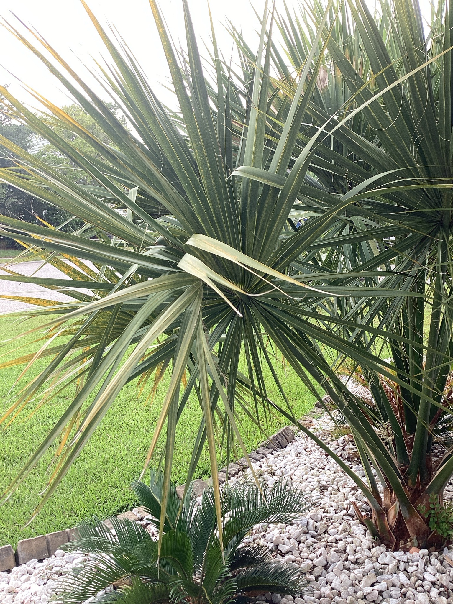 Saw Palmetto