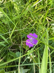 Geranium flower