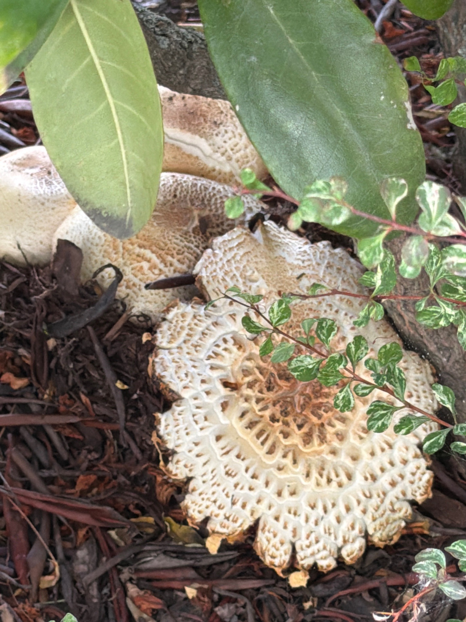 Dryad's Saddle