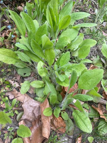 Common Mullein