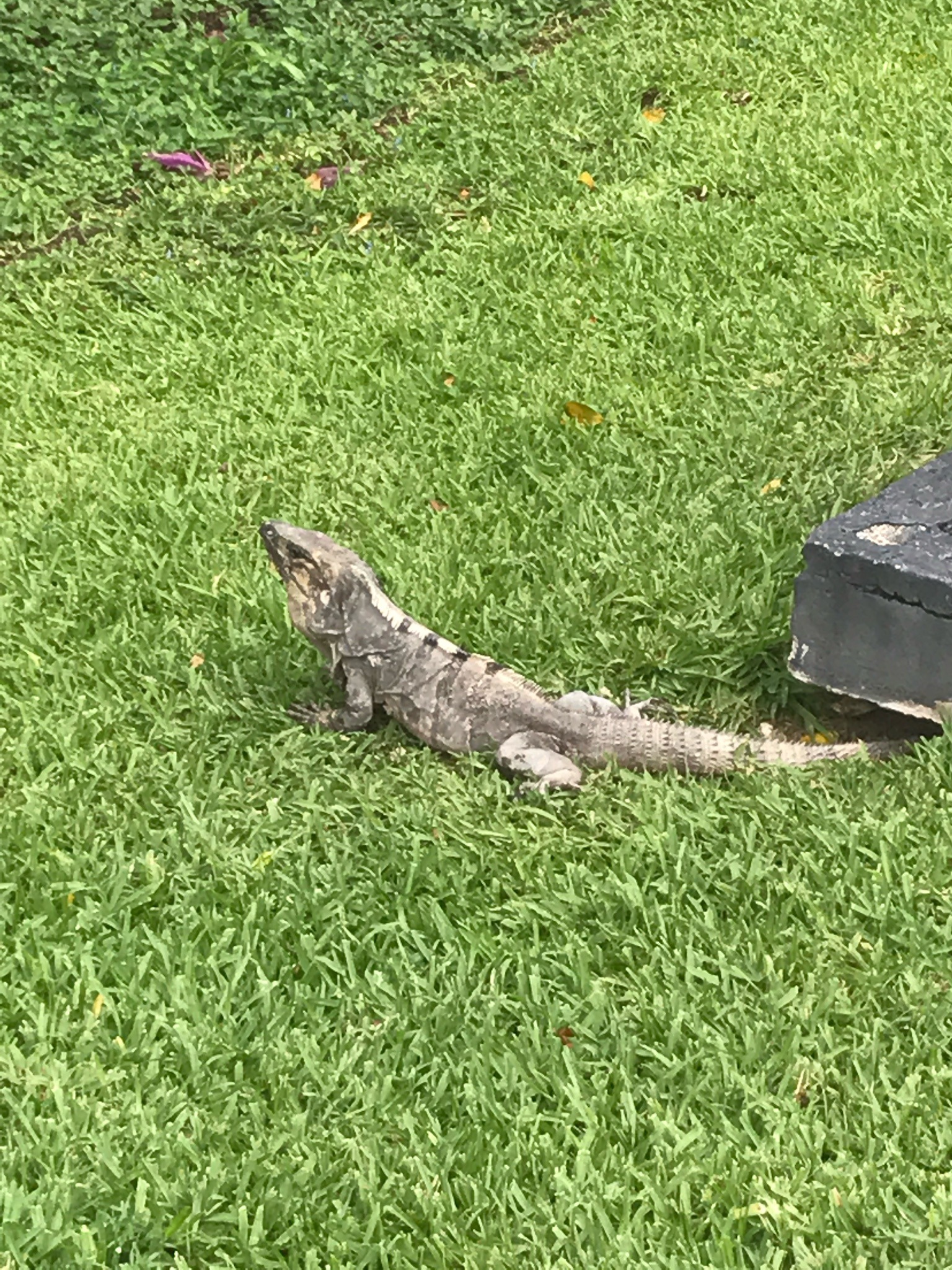 Black Spiny-tailed Iguana