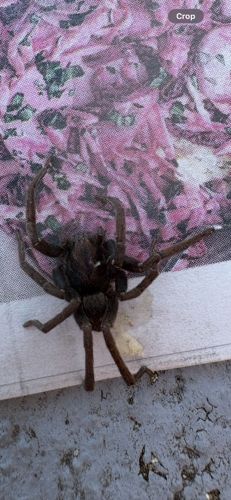 Huntsman Spider
