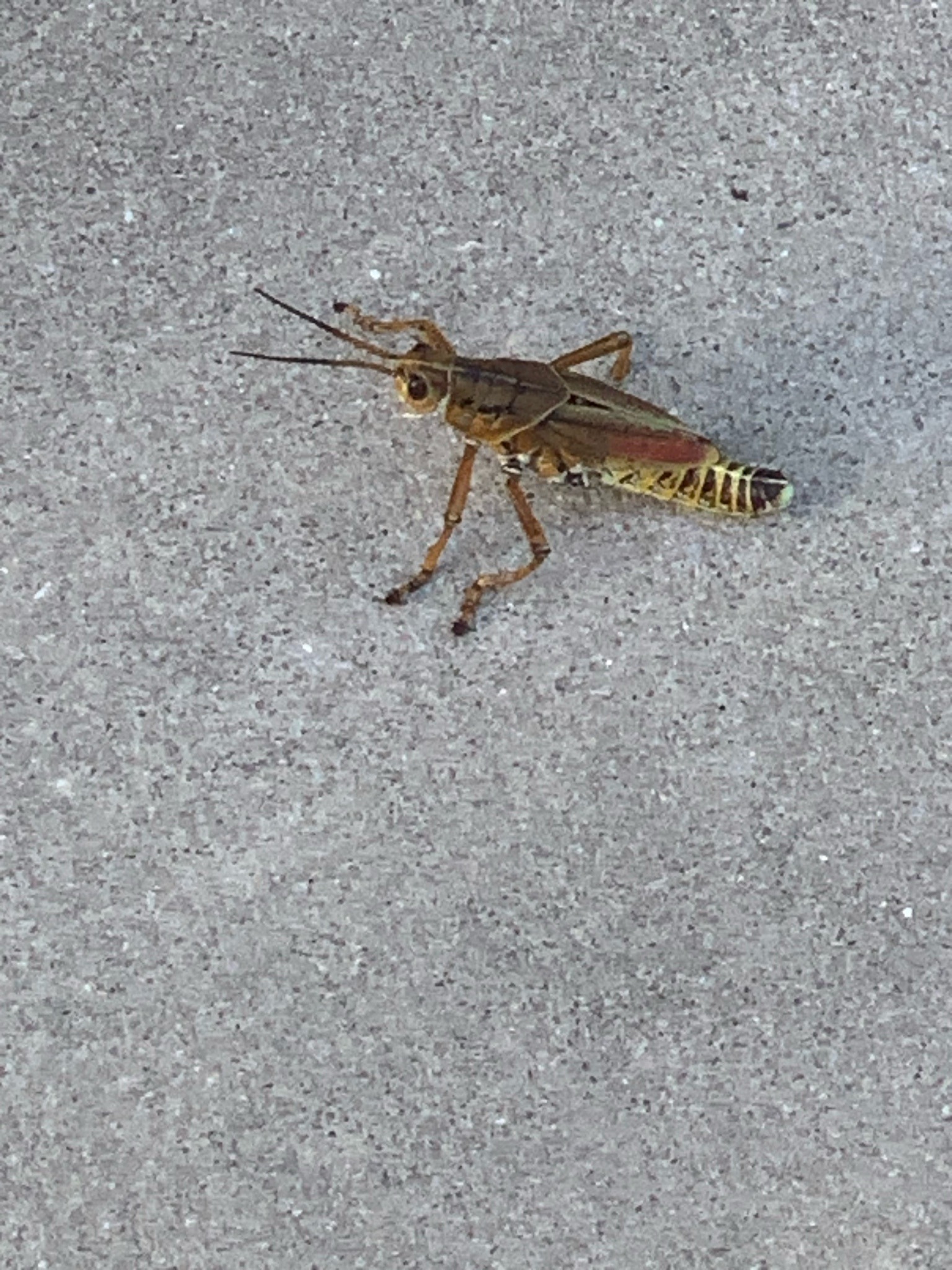 Differential Grasshopper