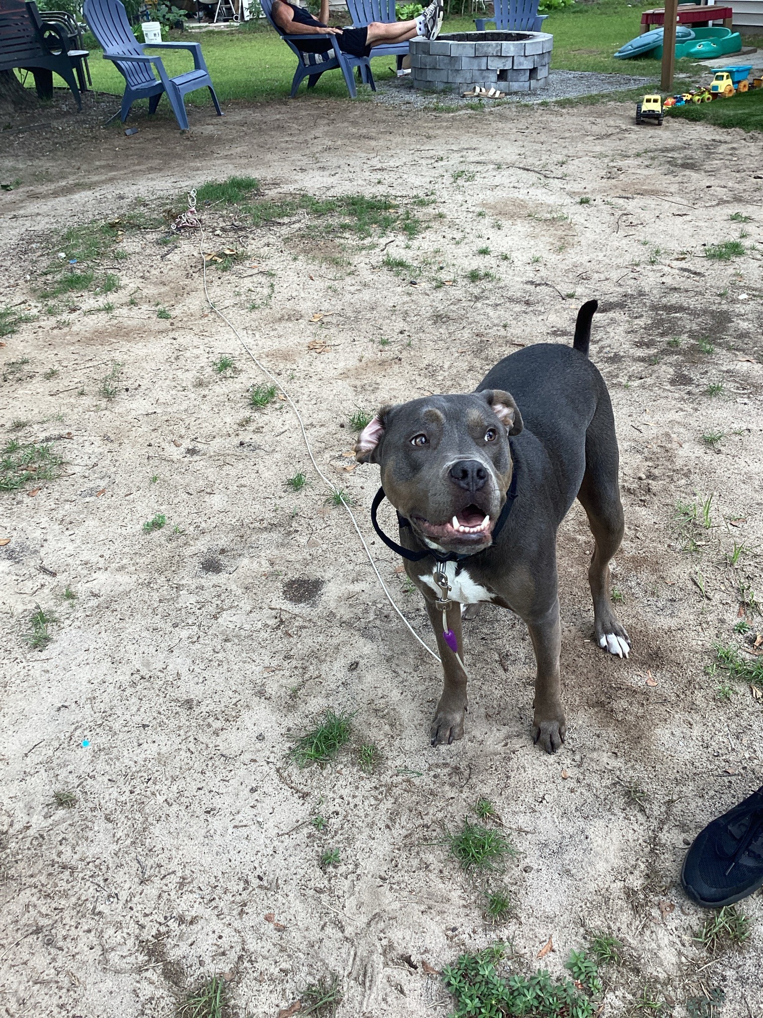Domestic Dog (Pit Bull type)