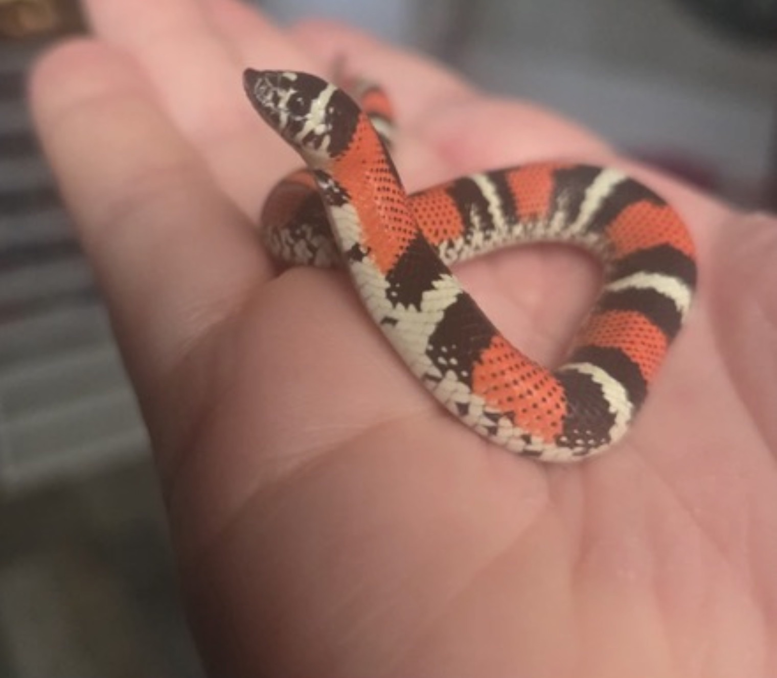 Milk Snake