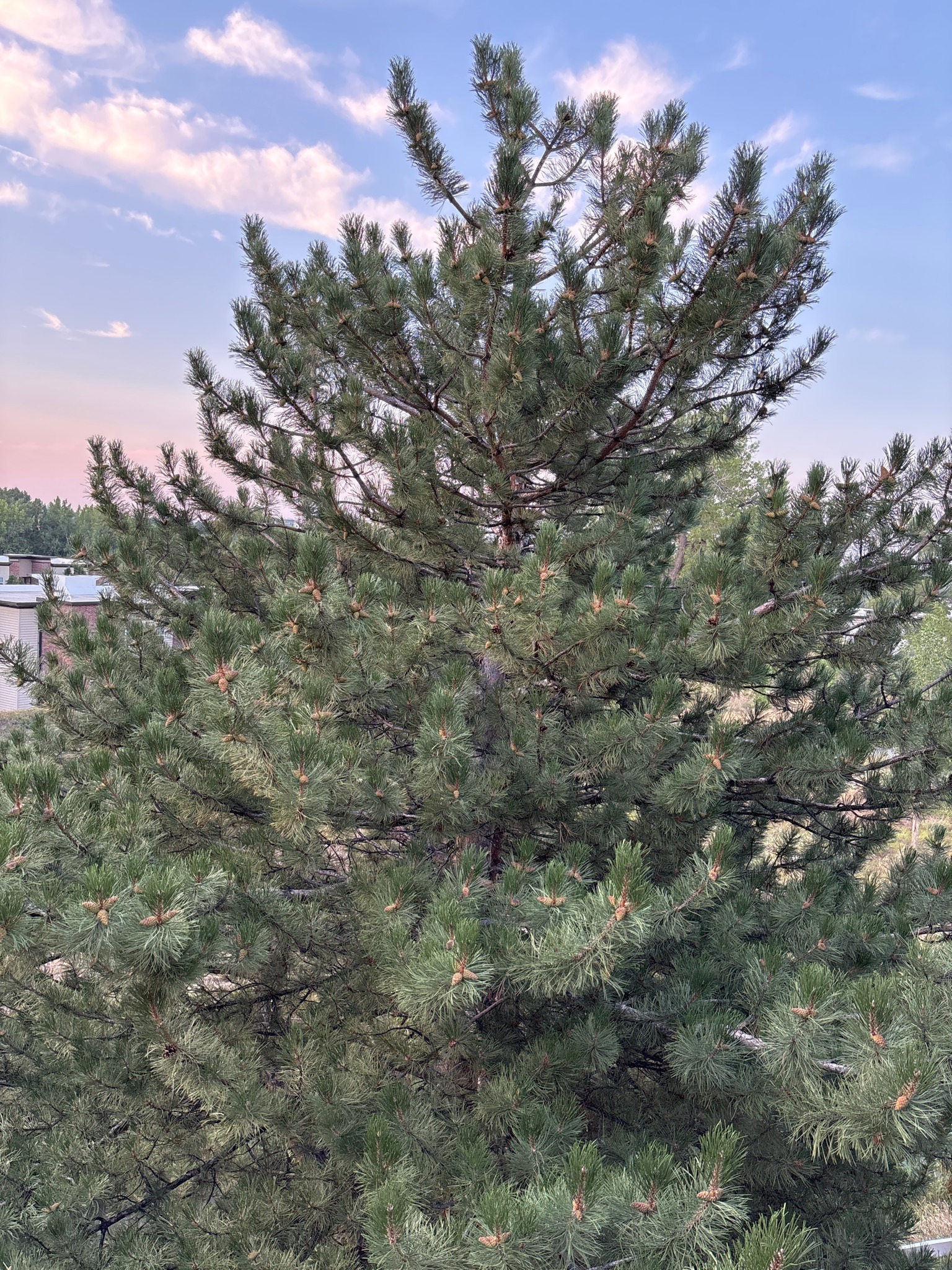 Scots Pine