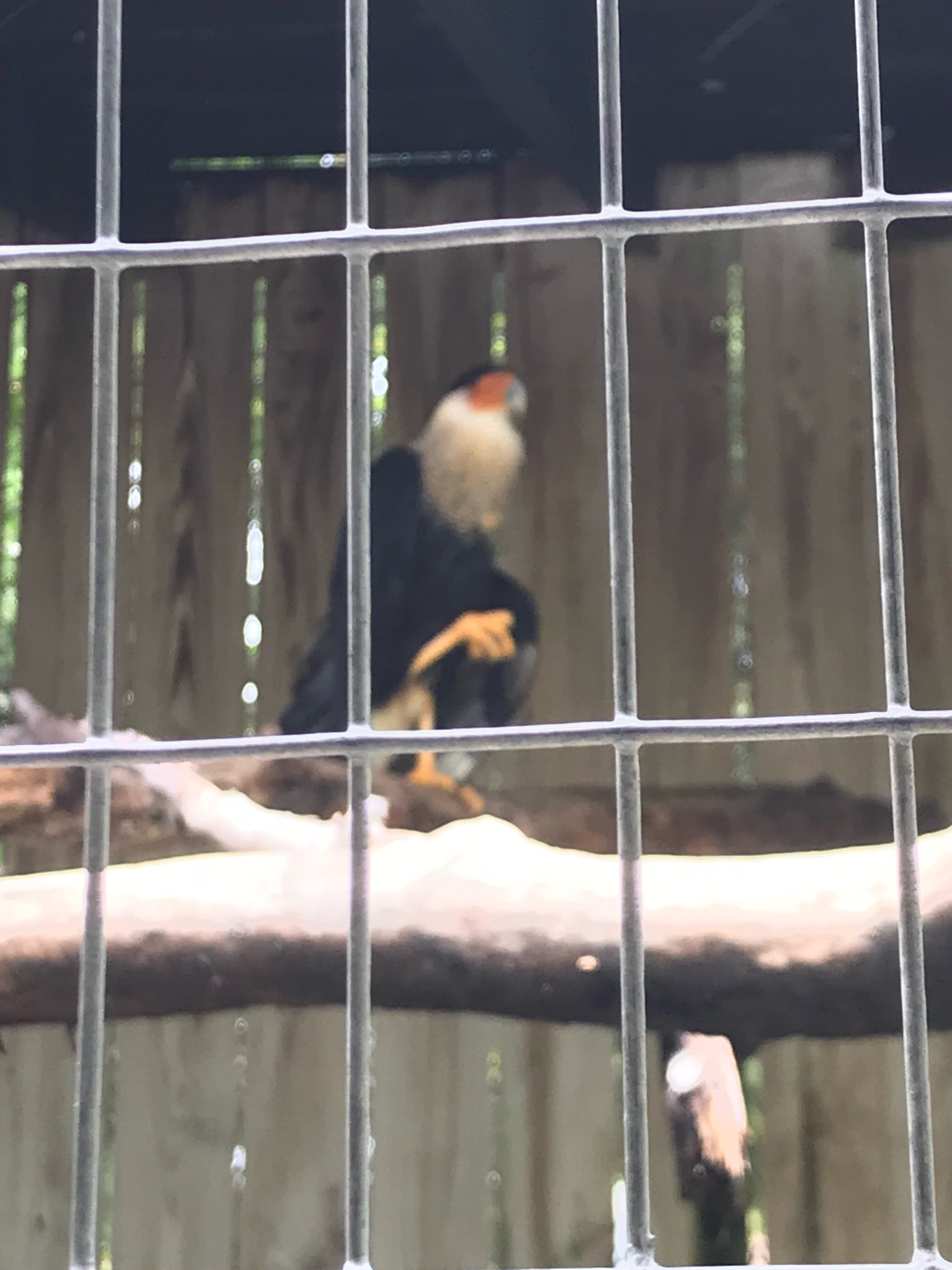 Crested Caracara